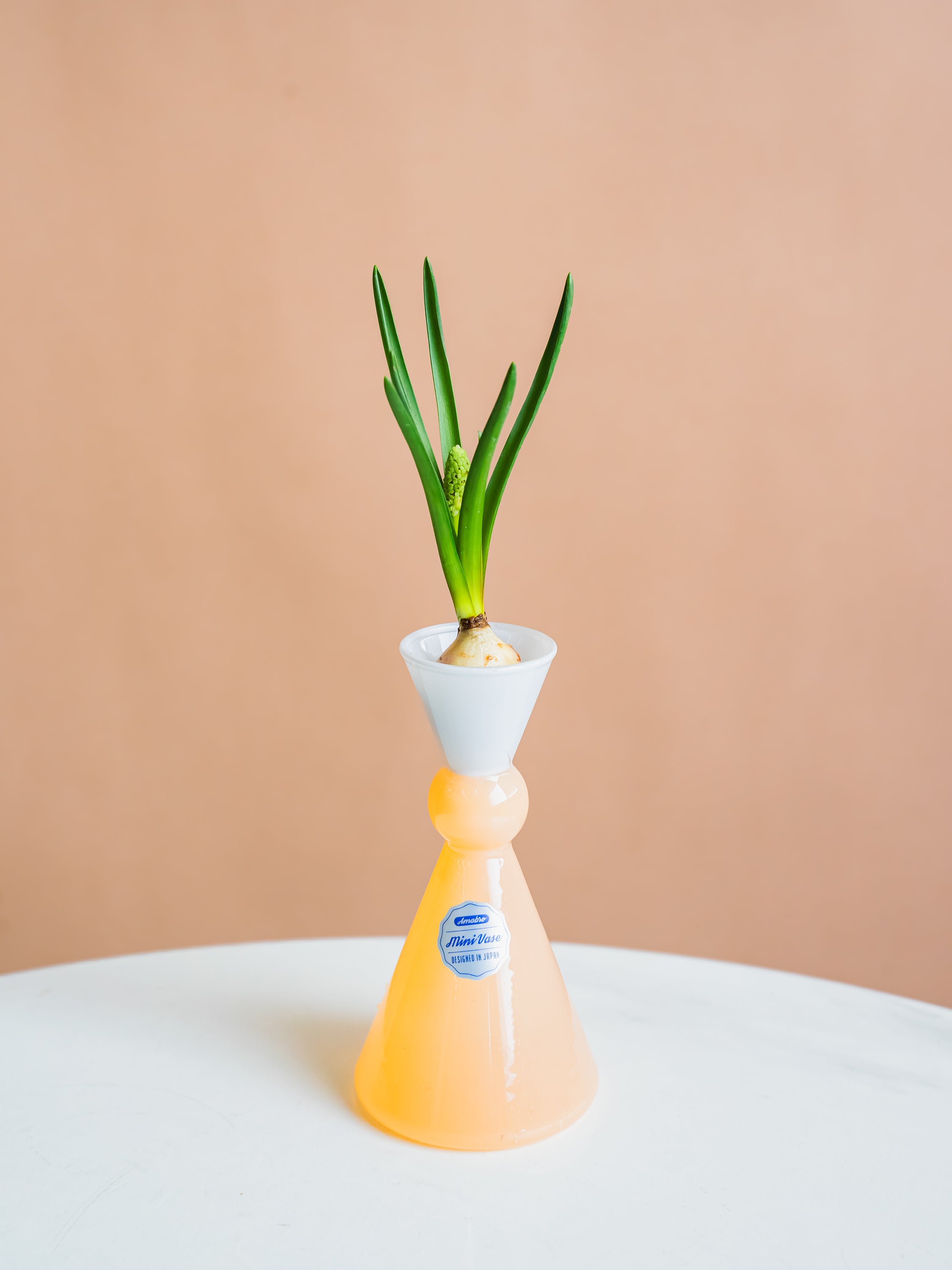 1/9〜1/18到着】球根付きムスカリ ホワイトマジック 5本 | 観葉植物