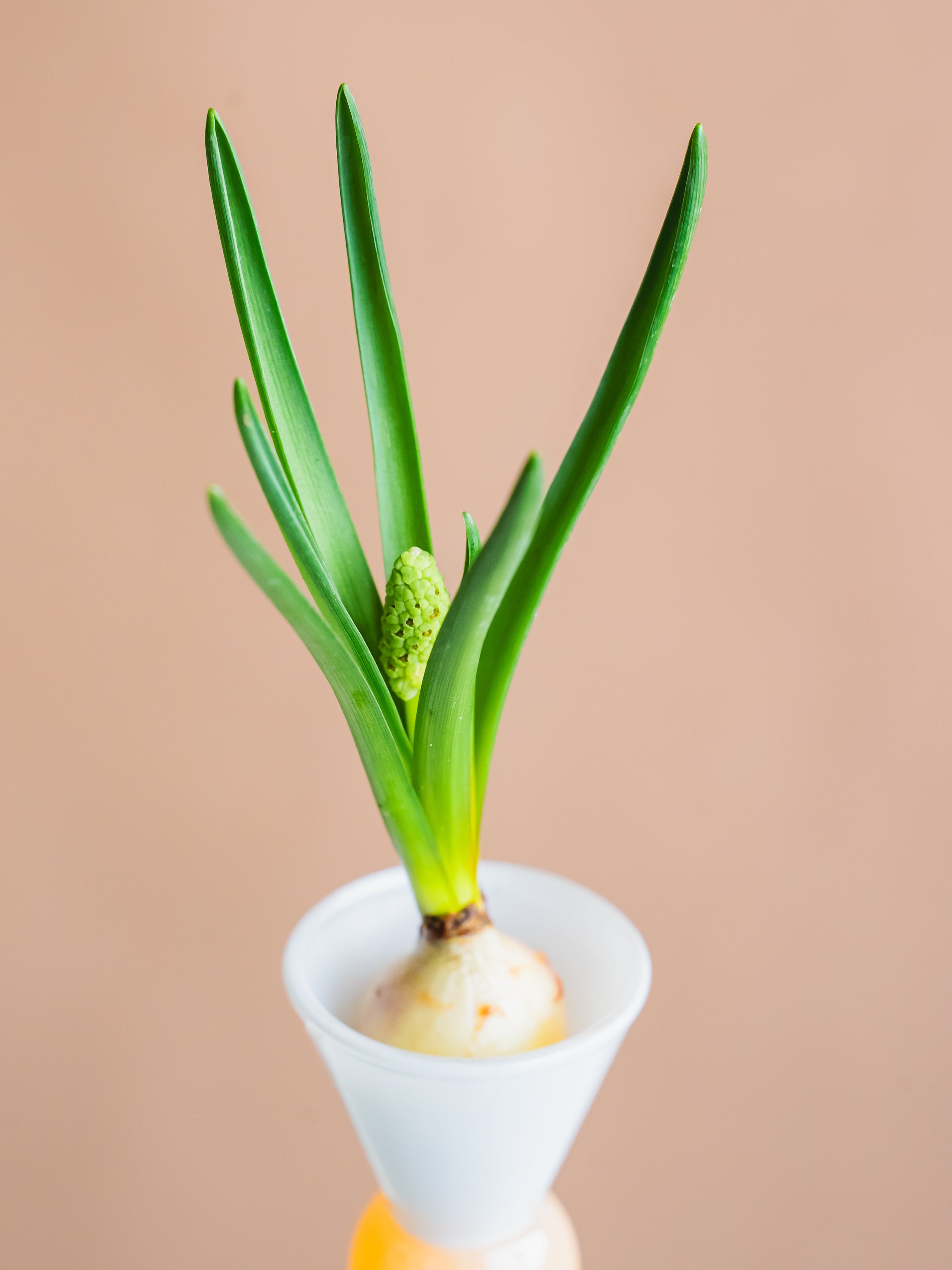 1/9〜1/18到着】球根付きムスカリ ホワイトマジック 5本 | 観葉植物