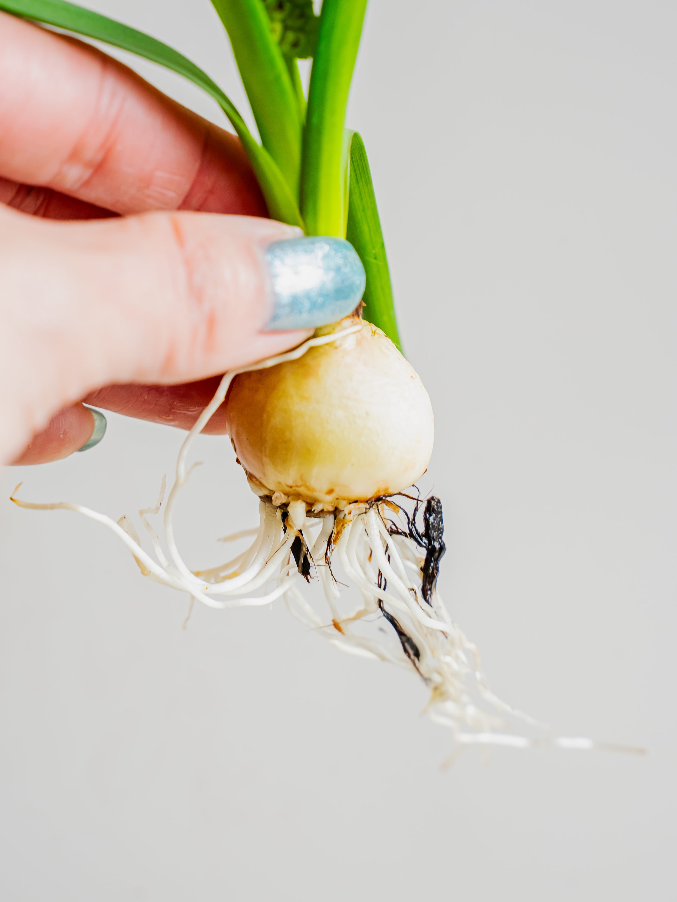 1/9〜1/18到着】球根付きムスカリ ホワイトマジック 5本 | 観葉植物