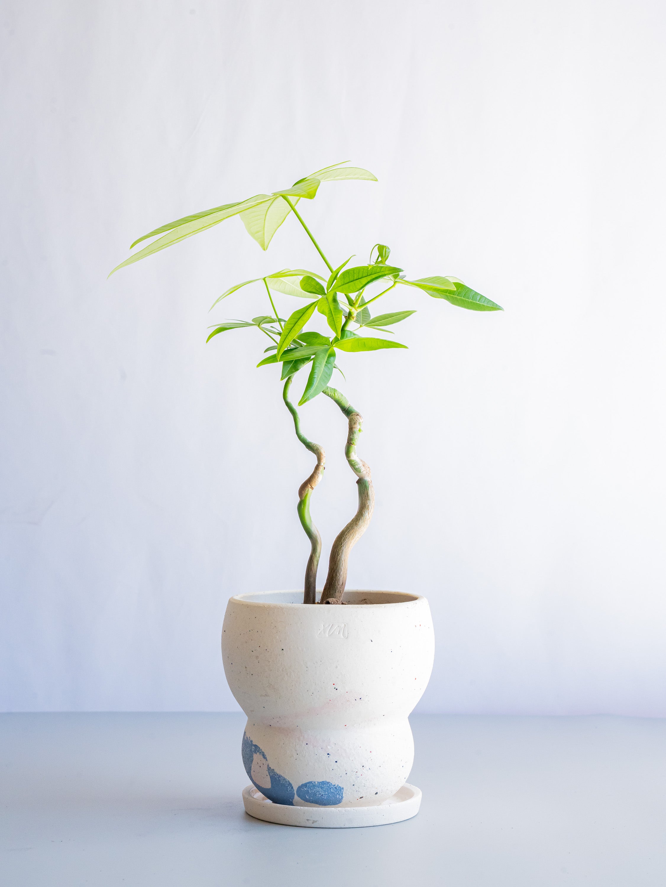 【一点もの】パキラ まがり Table-M #1