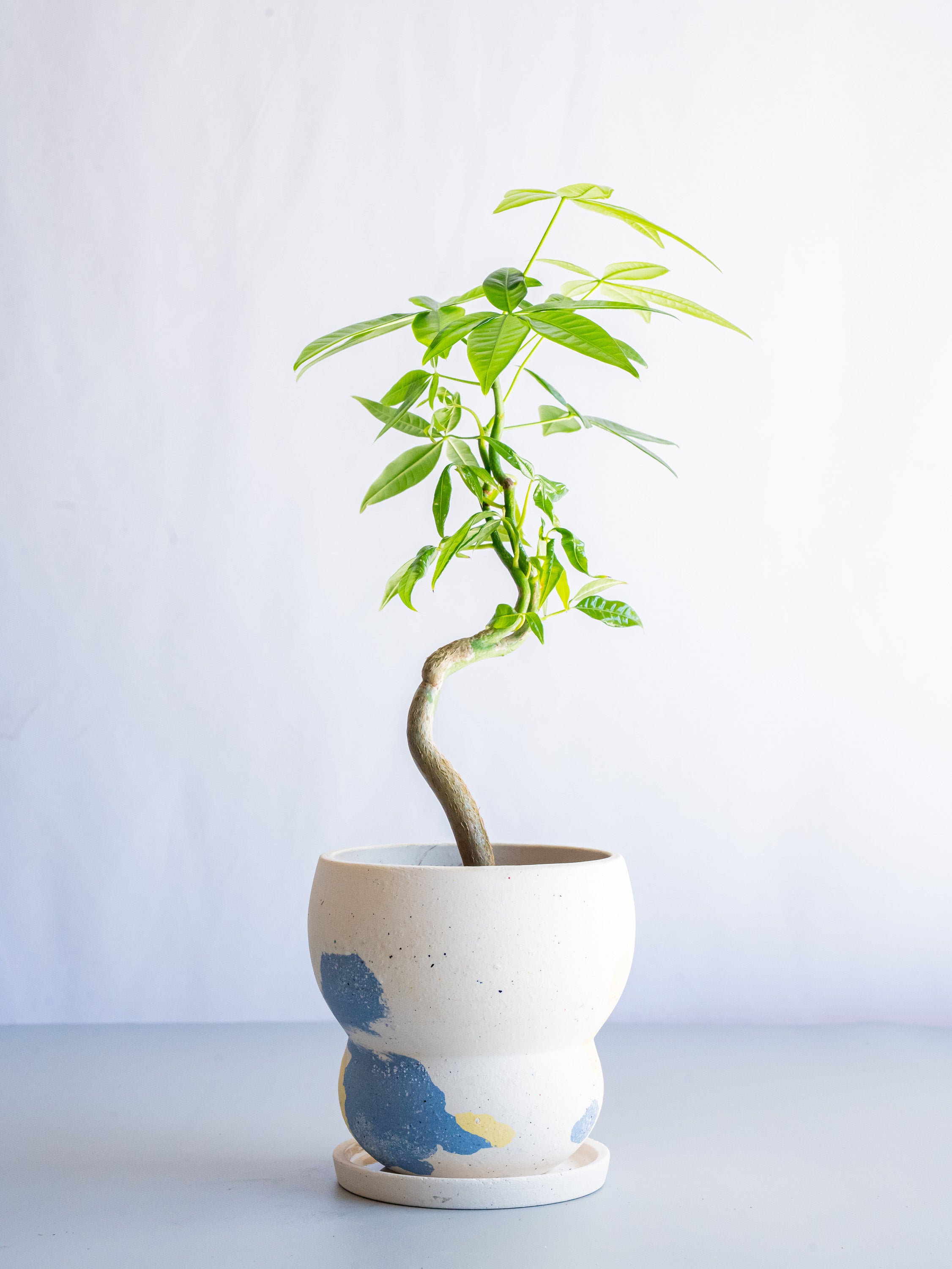 【一点もの】パキラ まがり Table-M #2