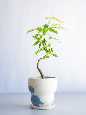 【一点もの】パキラ まがり Table-M #2