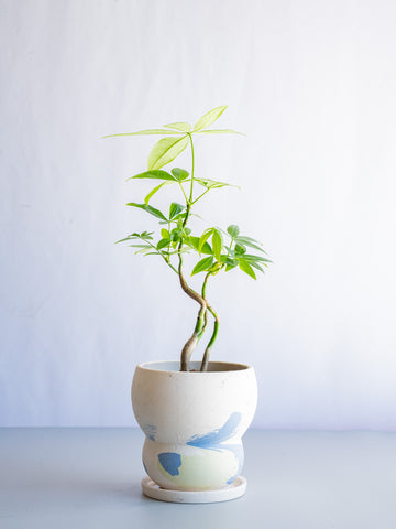 【一点もの】パキラ まがり Table-M #3