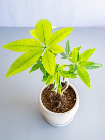 【一点もの】パキラ まがり Table-M #1