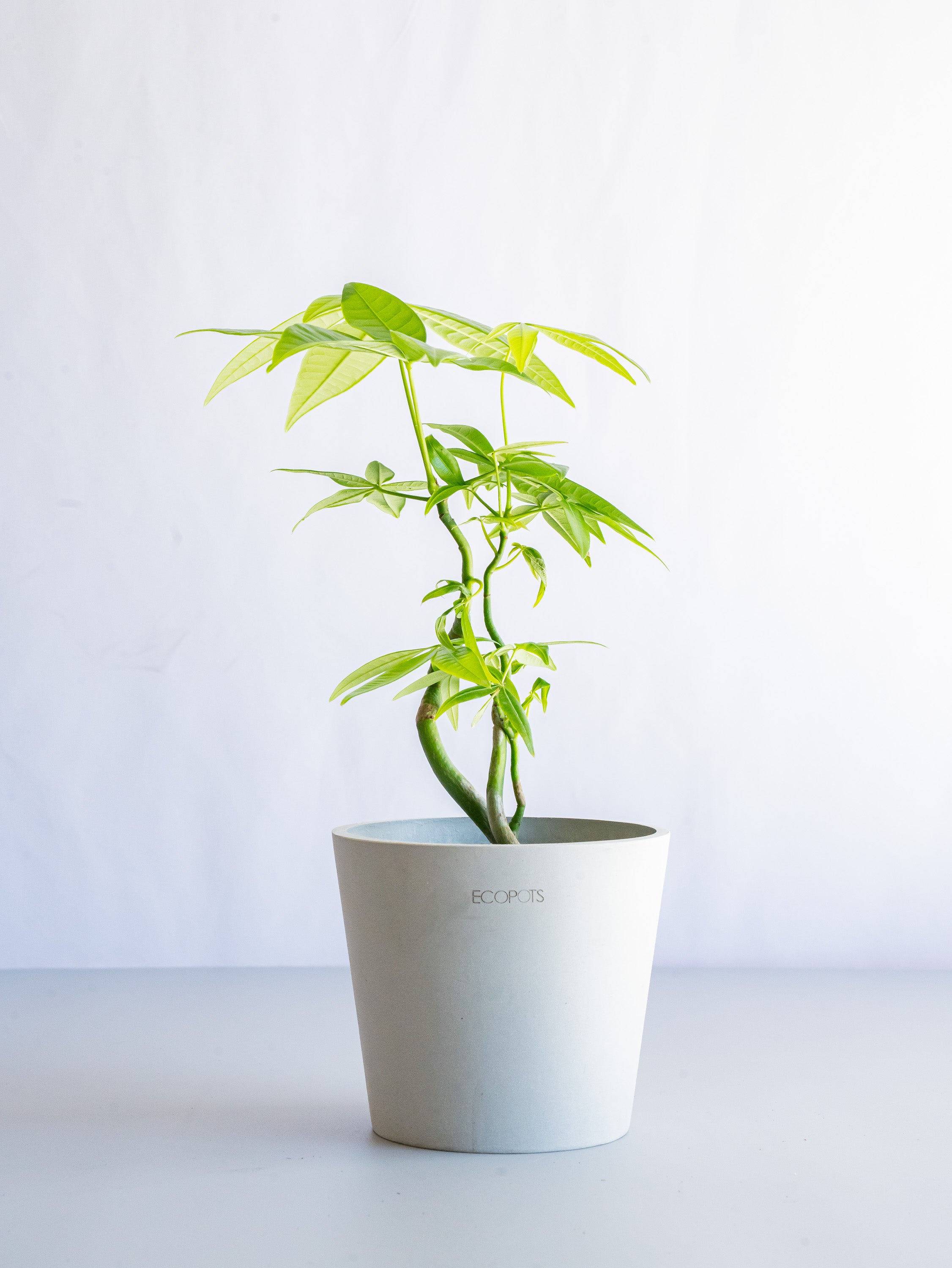 【一点もの】パキラ まがり Table-M #4