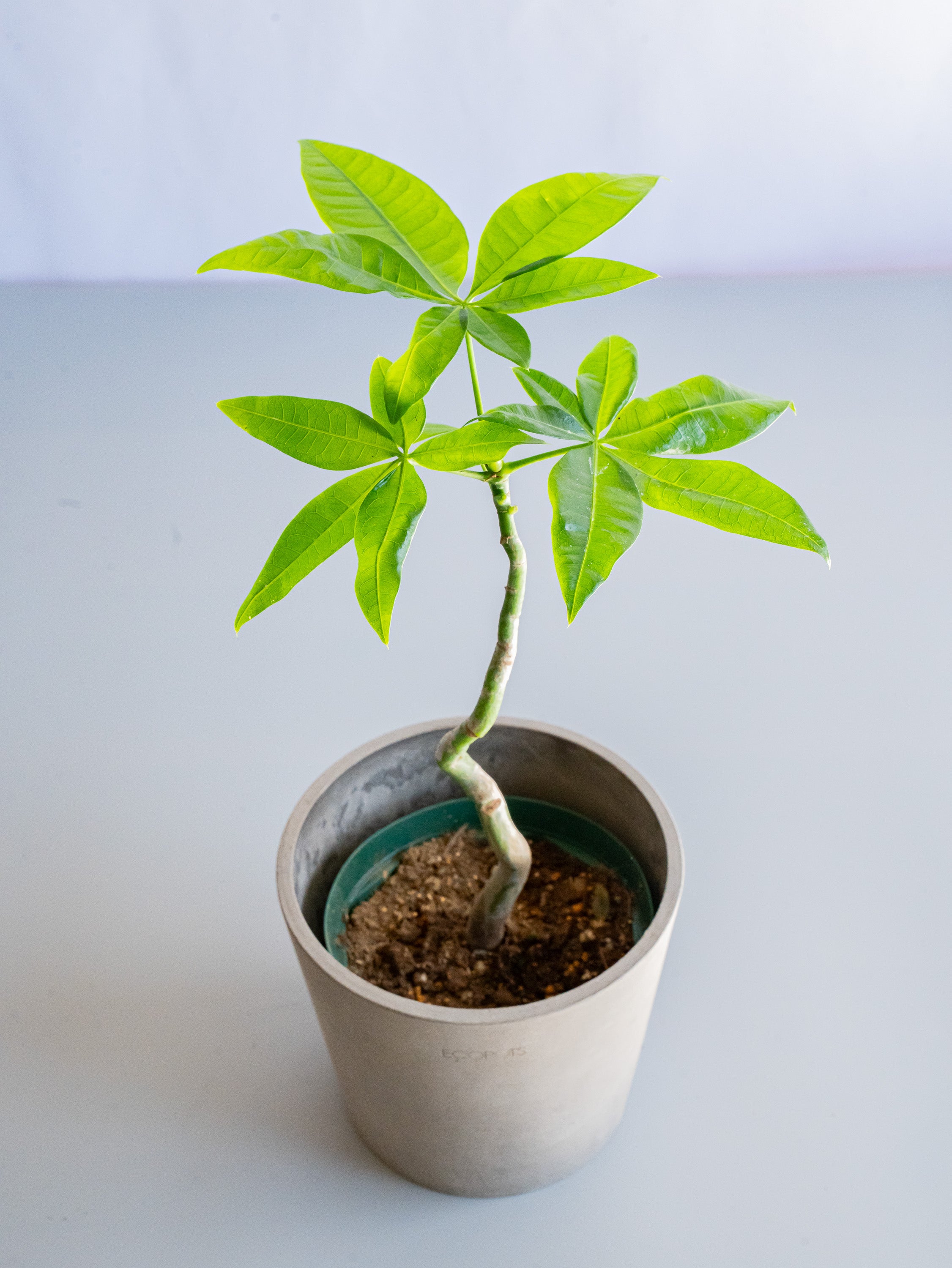 【一点もの】パキラ まがり Table-M #6