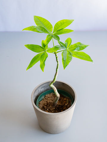 【一点もの】パキラ まがり Table-M #6