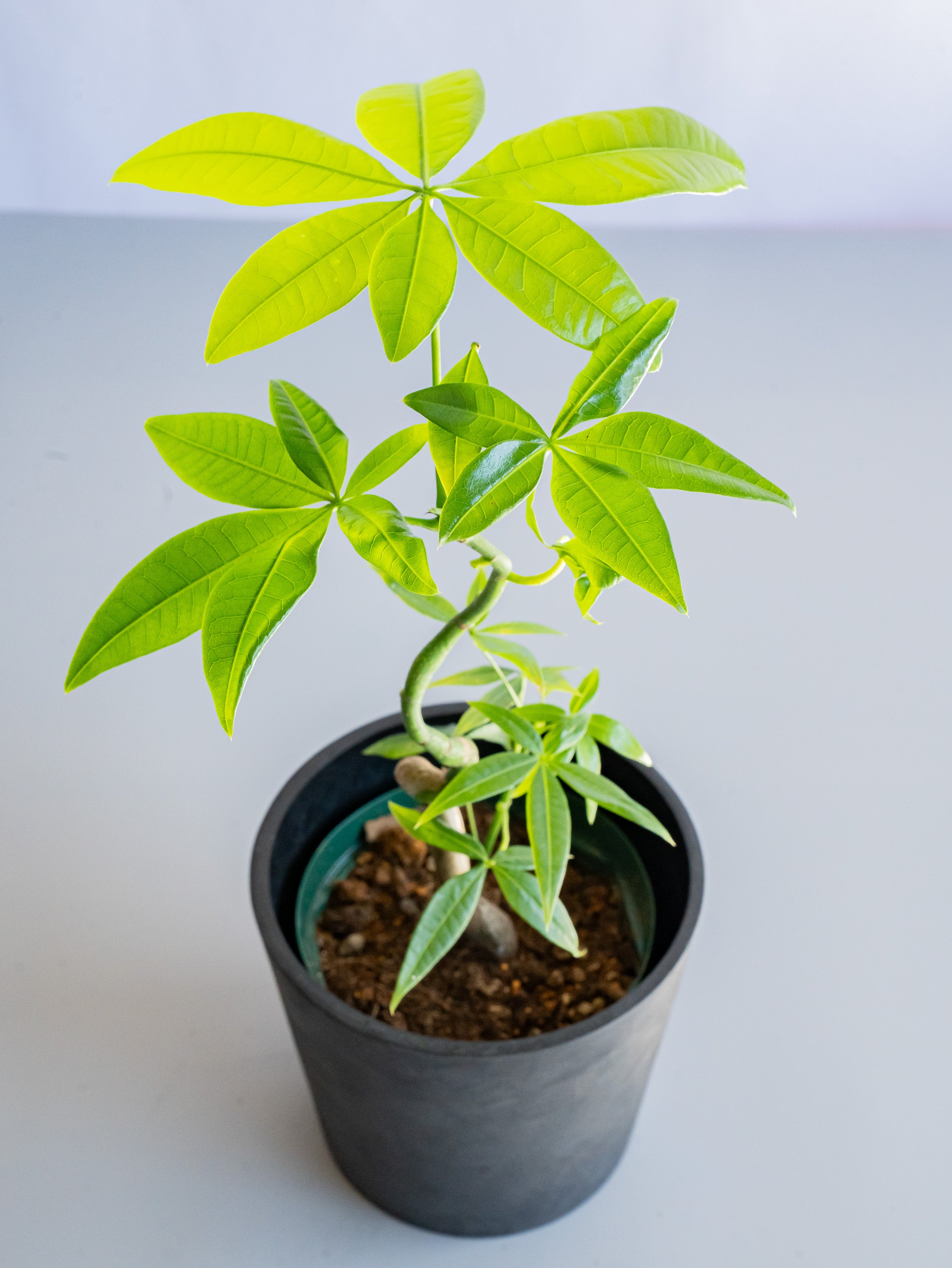 【一点もの】パキラ まがり Table-M #5