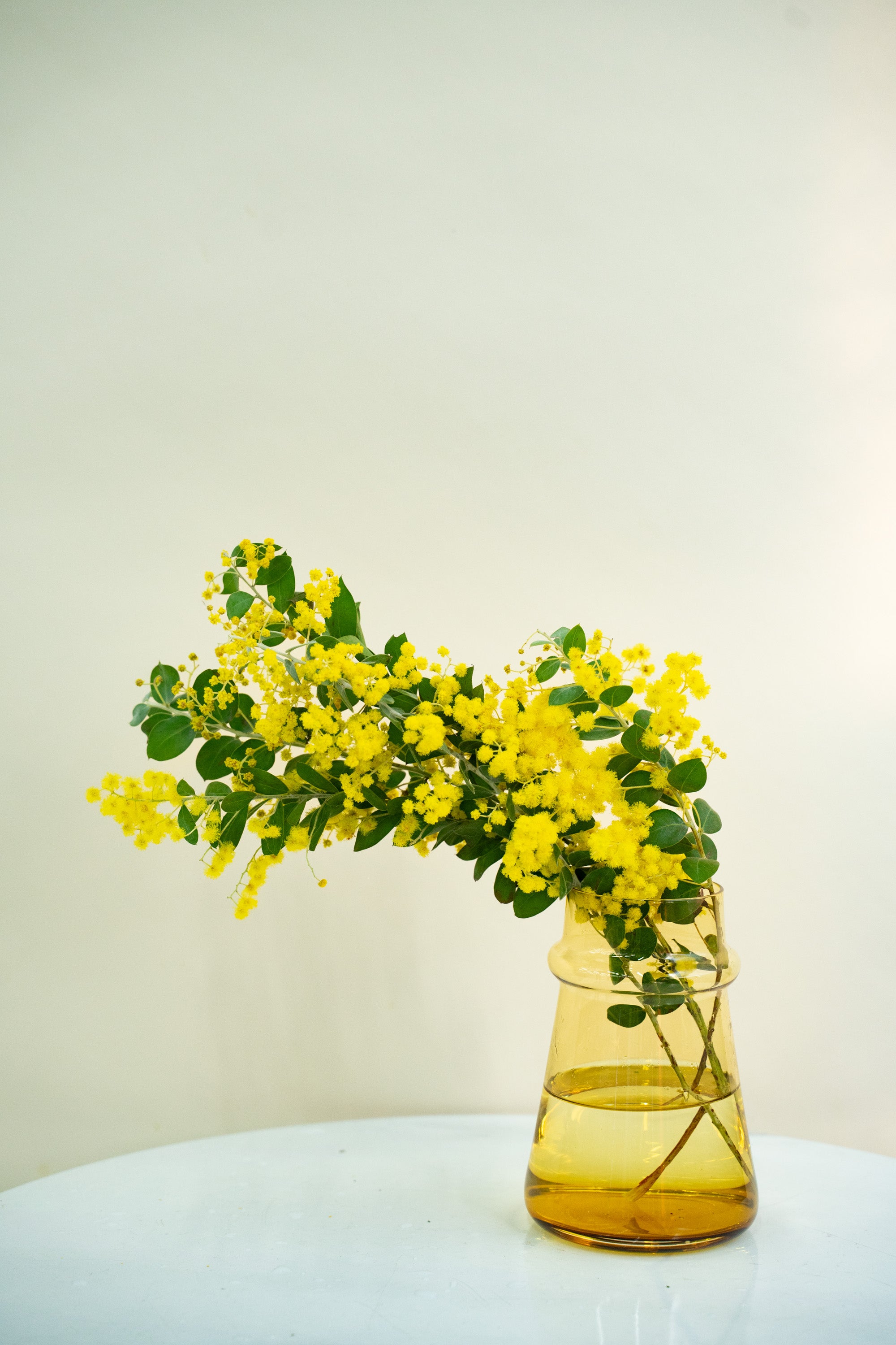 2/4〜2/7到着】パールアカシア 花付き 5本 | 観葉植物・お花の通販 AND
