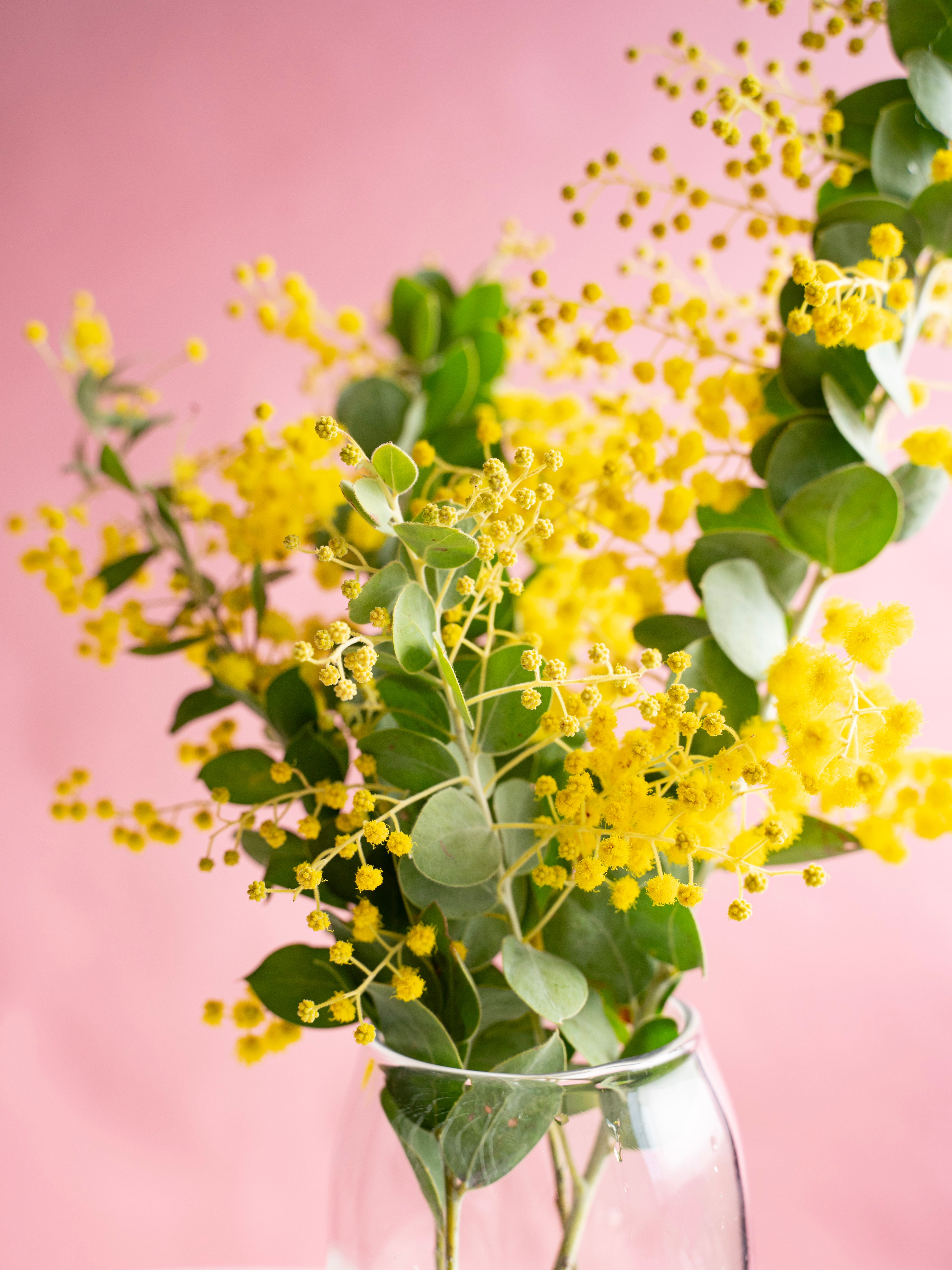 1/28〜2/1到着】パールアカシア 花付き 4本 | 観葉植物・お花の通販