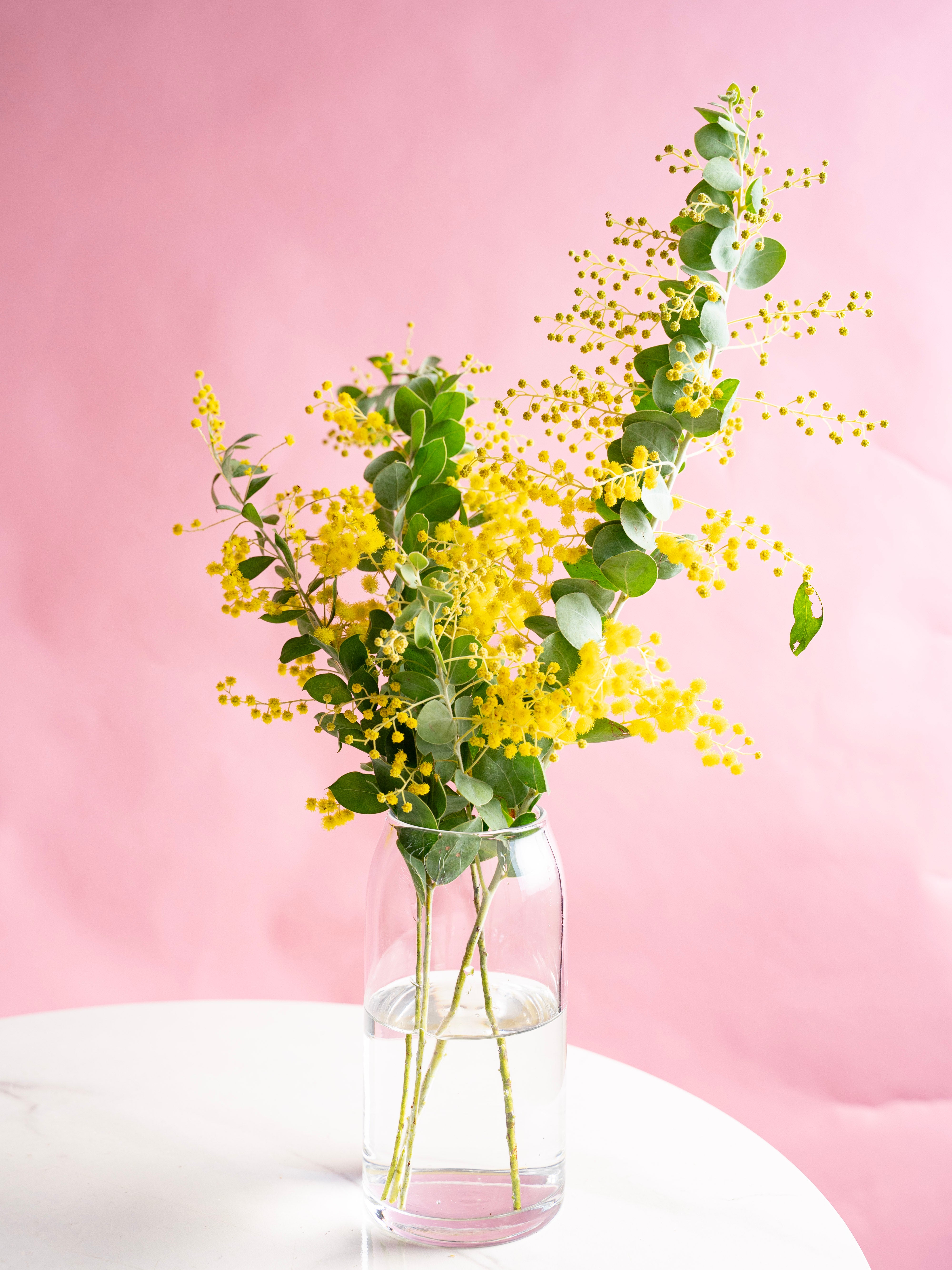 1/28〜2/1到着】パールアカシア 花付き 4本 | 観葉植物・お花の通販