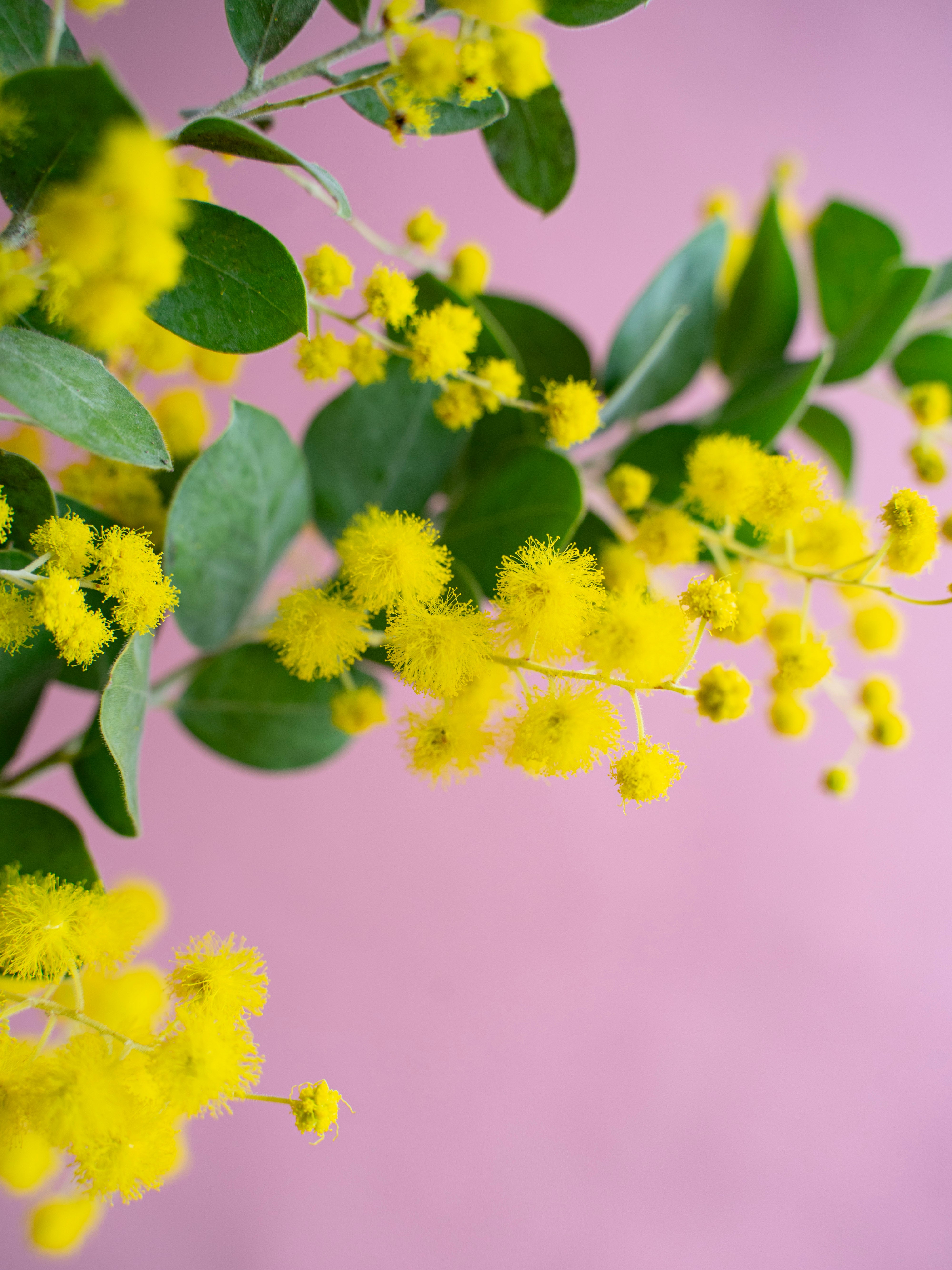 1/28〜2/1到着】パールアカシア 花付き 4本 | 観葉植物・お花の通販