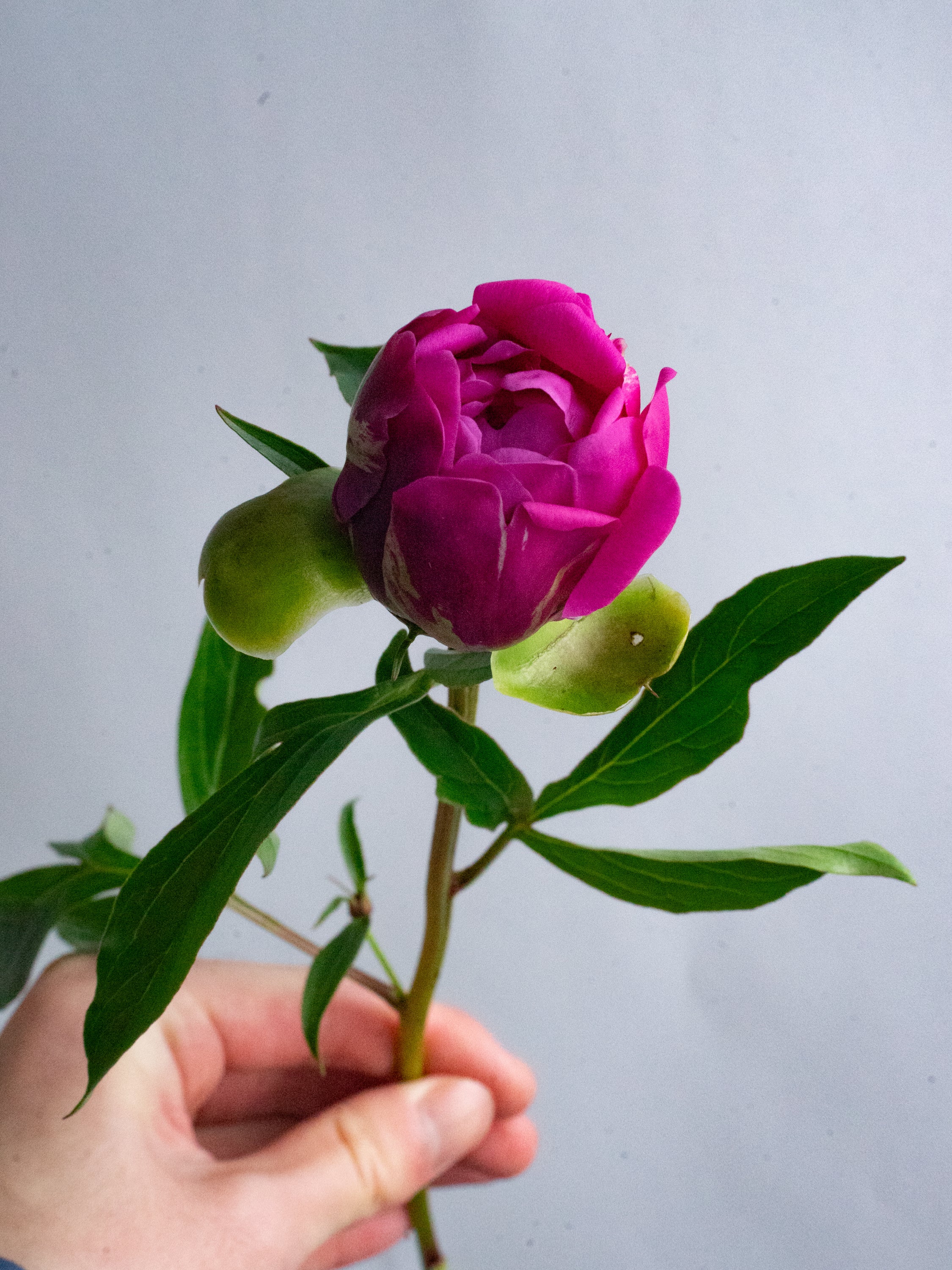 6/9〜6/12到着】芍薬 MIX 5本 | 観葉植物・お花の通販 AND PLANTS