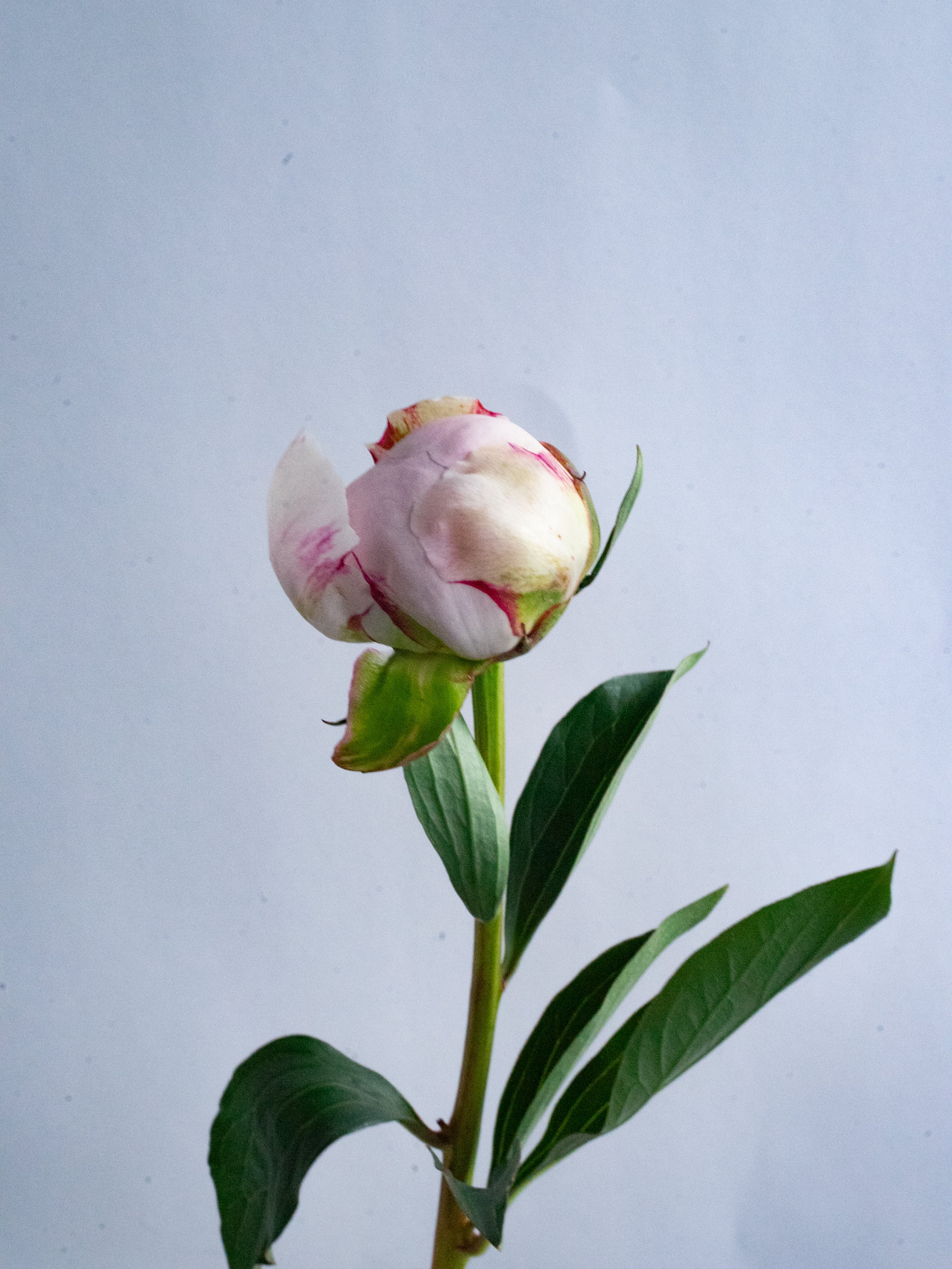 希少 （未開封）『芍薬 しゃくやく』B.MOCK グソーパズル 2014ピース 6/9〜6/12到着】芍薬 MIX 5本 | 観葉植物・お花の通販 AND PLANTS