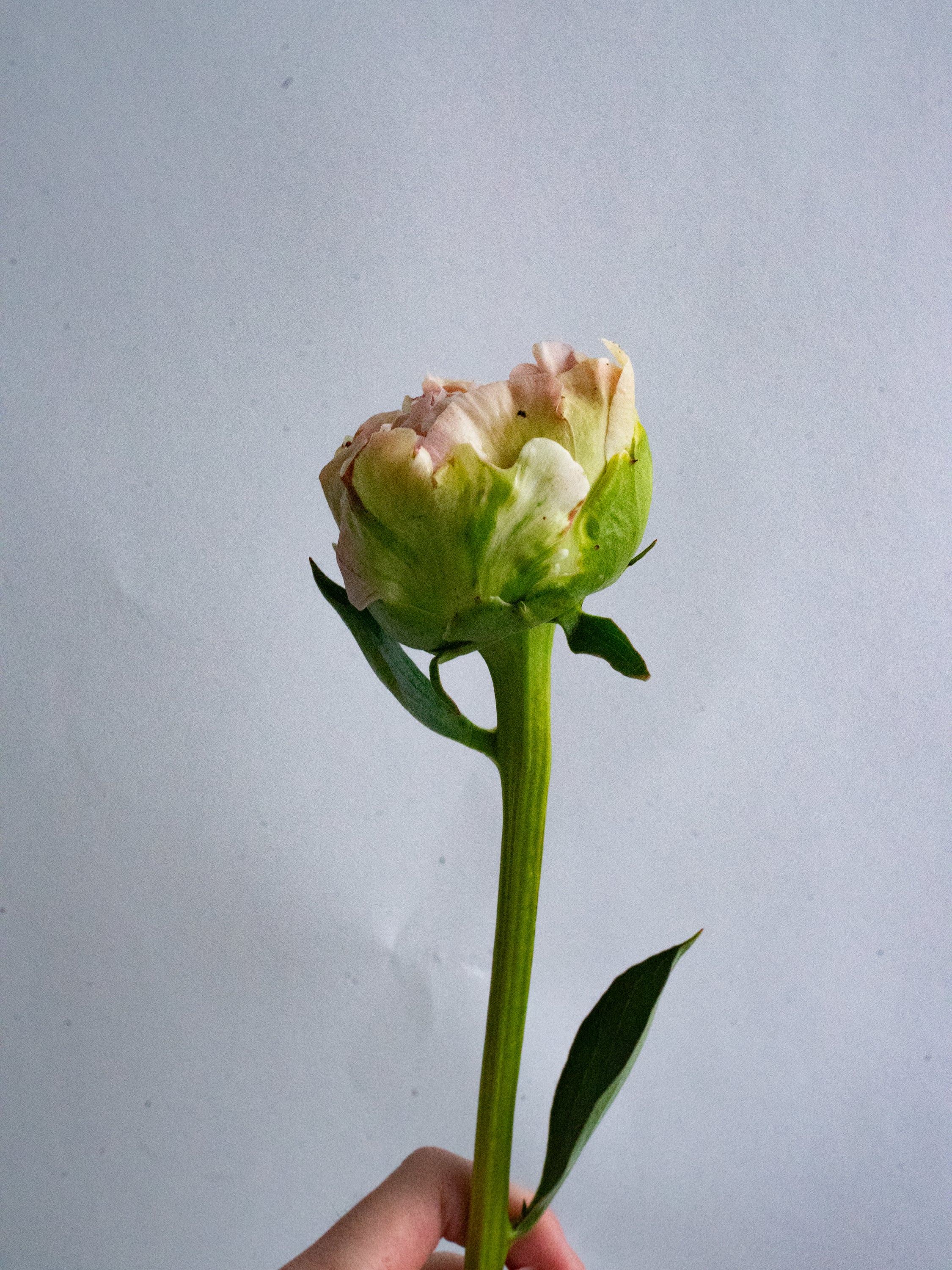 6/9〜6/12到着】芍薬 MIX 5本 | 観葉植物・お花の通販 AND PLANTS