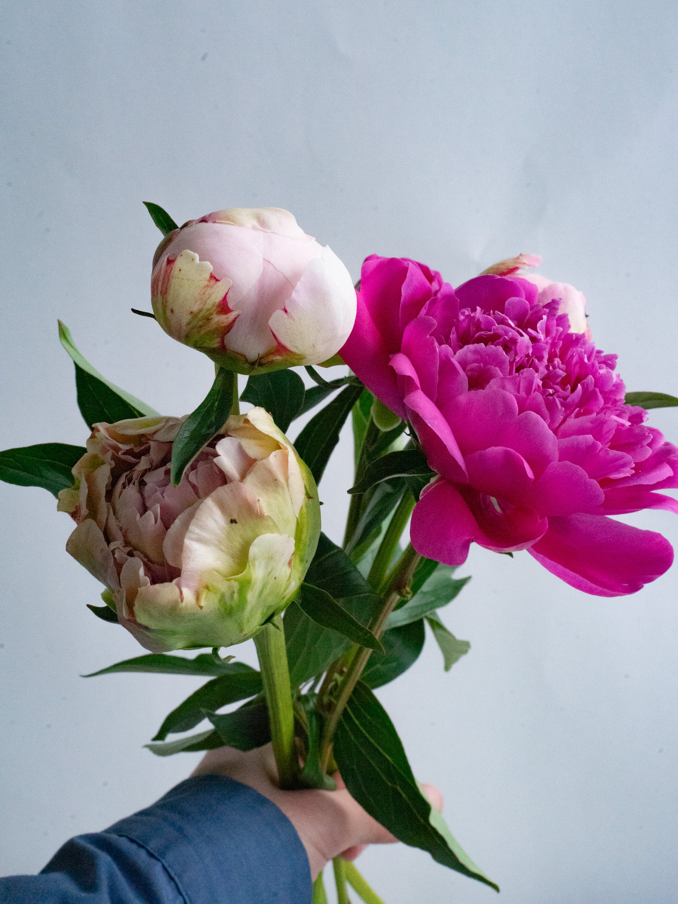 6/9〜6/12到着】芍薬 MIX 5本 | 観葉植物・お花の通販 AND PLANTS
