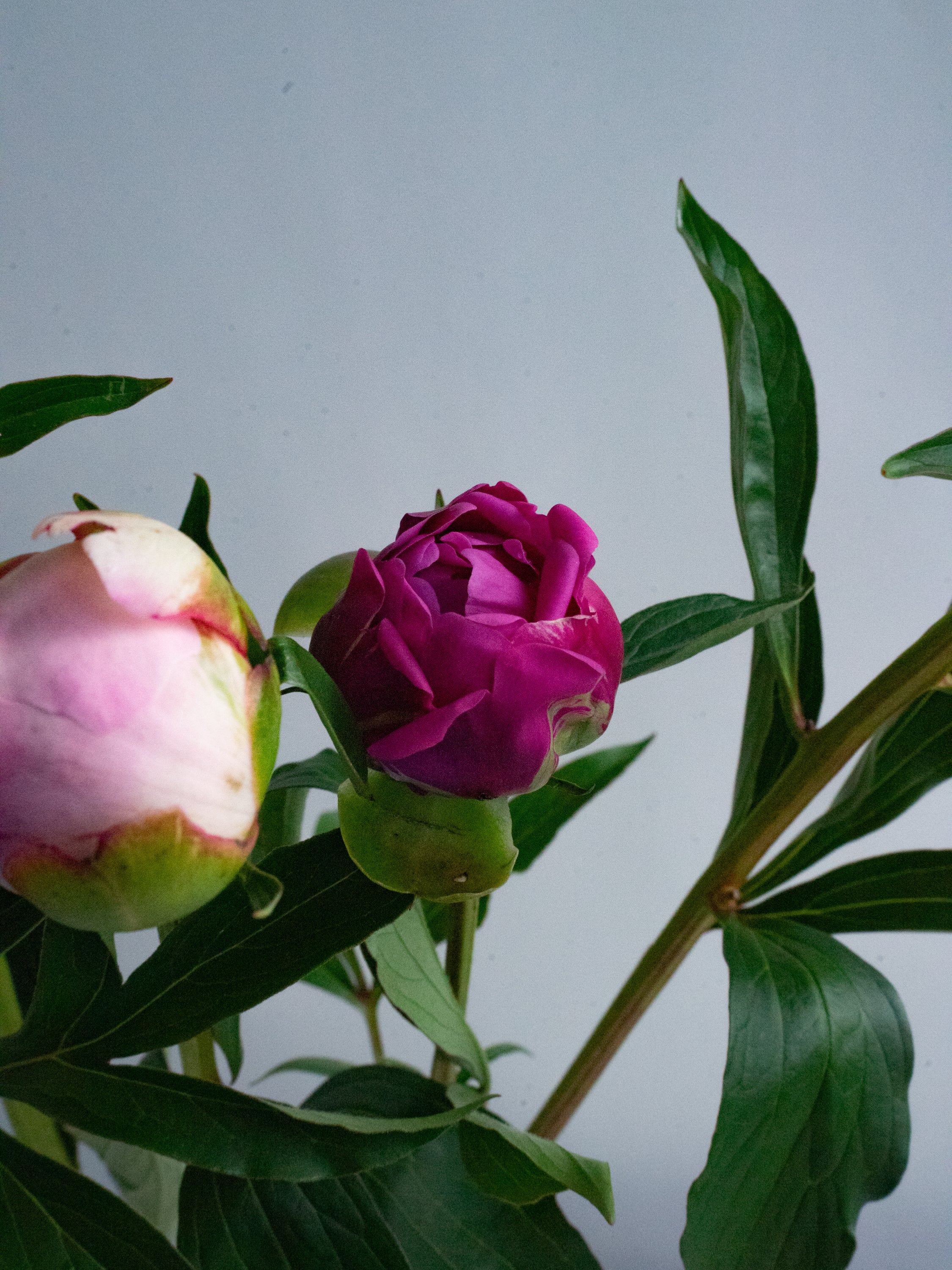 6/9〜6/12到着】芍薬 MIX 5本 | 観葉植物・お花の通販 AND PLANTS