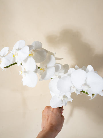 【4/1〜4/4到着】ミディ胡蝶蘭 ホワイト 2本