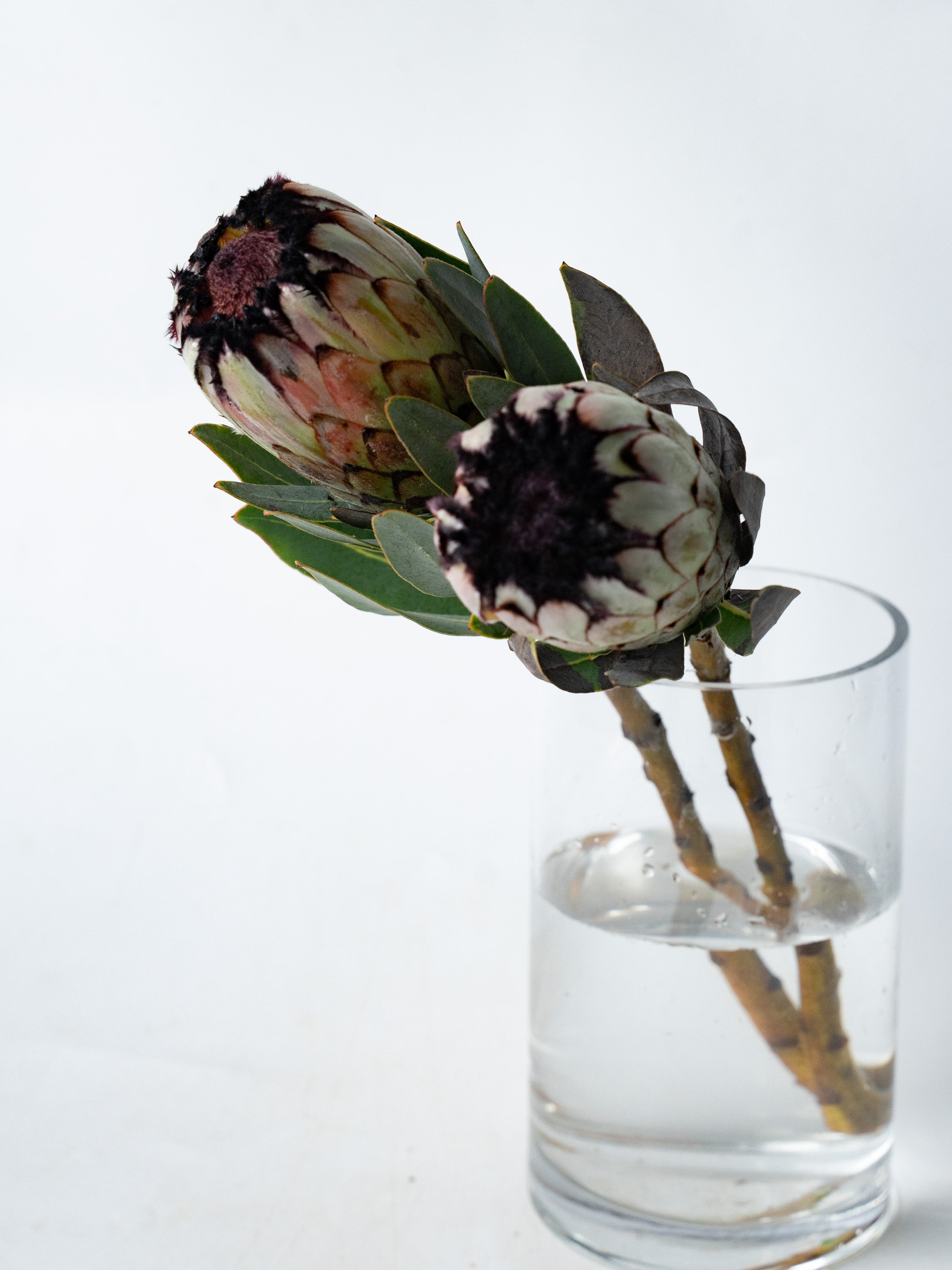 2/24〜3/1到着】プロテア ニオべ 2本 | 観葉植物・お花の通販 AND