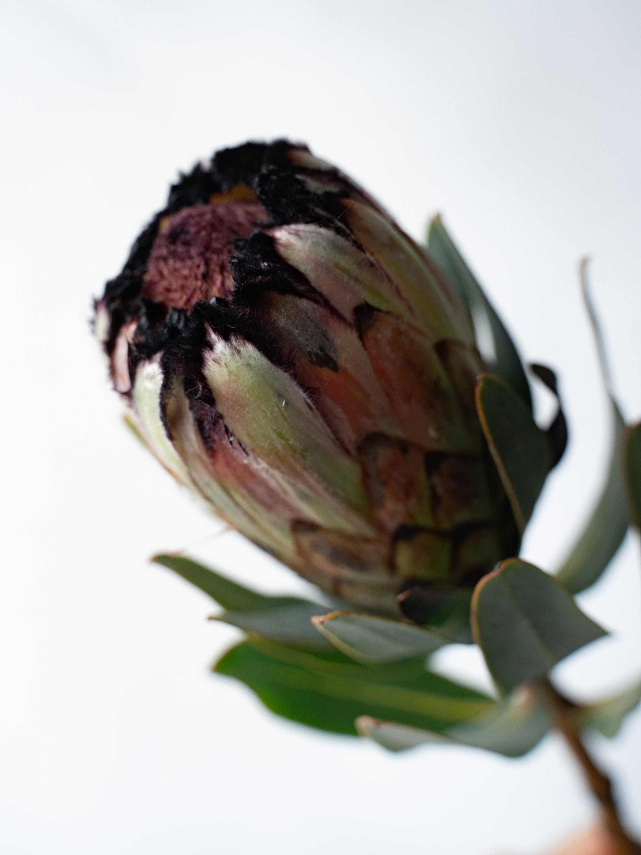 2/24〜3/1到着】プロテア ニオべ 2本 | 観葉植物・お花の通販 AND