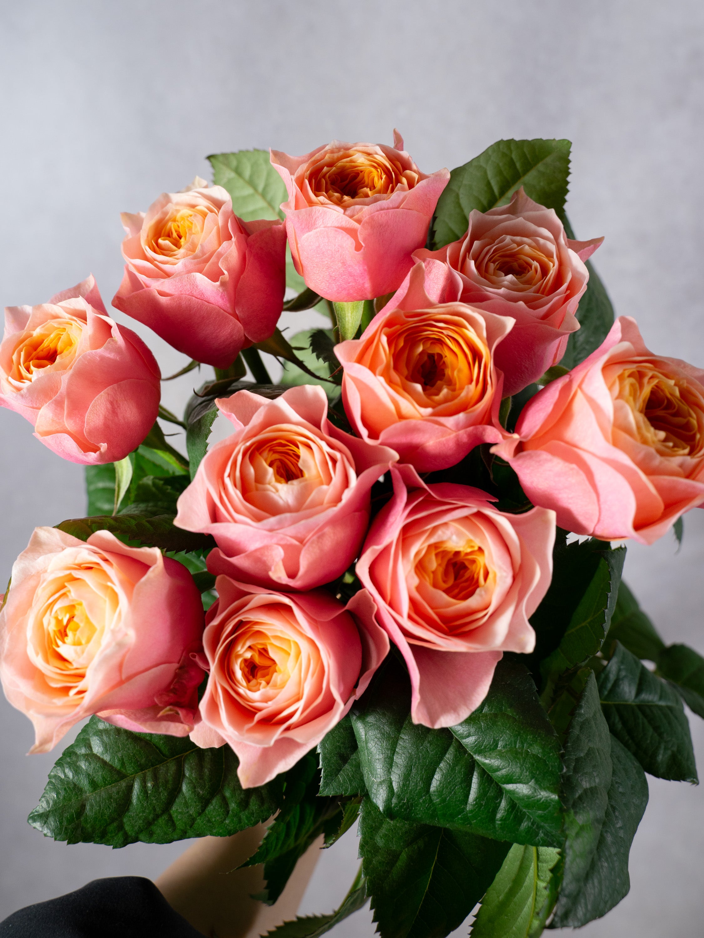 コーラルピンク フルーツ香 薔薇 コーラルピンク フルーツ香 薔薇 コーラルピンク フルーツ香 薔薇