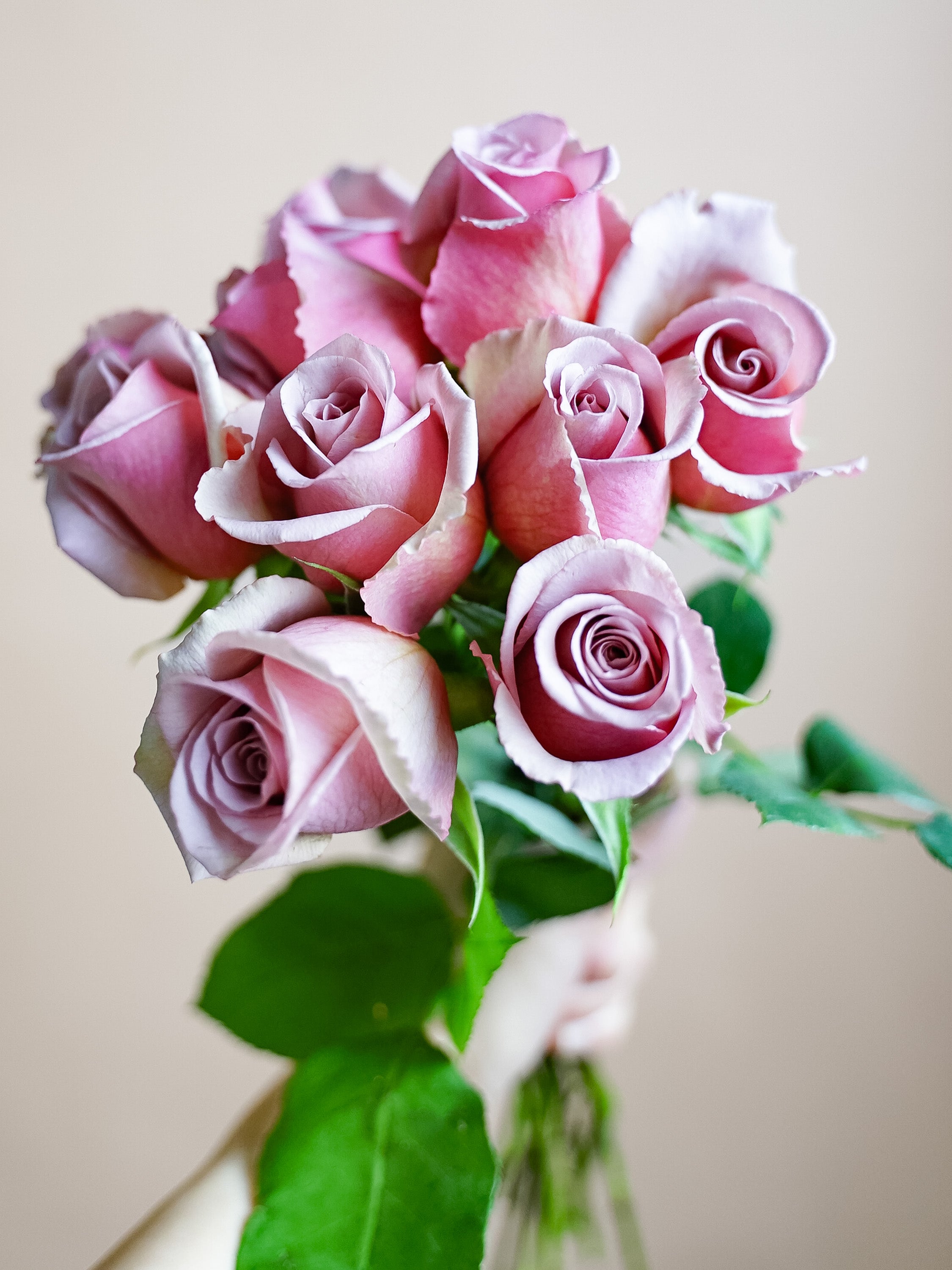 バラ ピンク品種おまかせ 10本 | 観葉植物・お花の通販 AND PLANTS