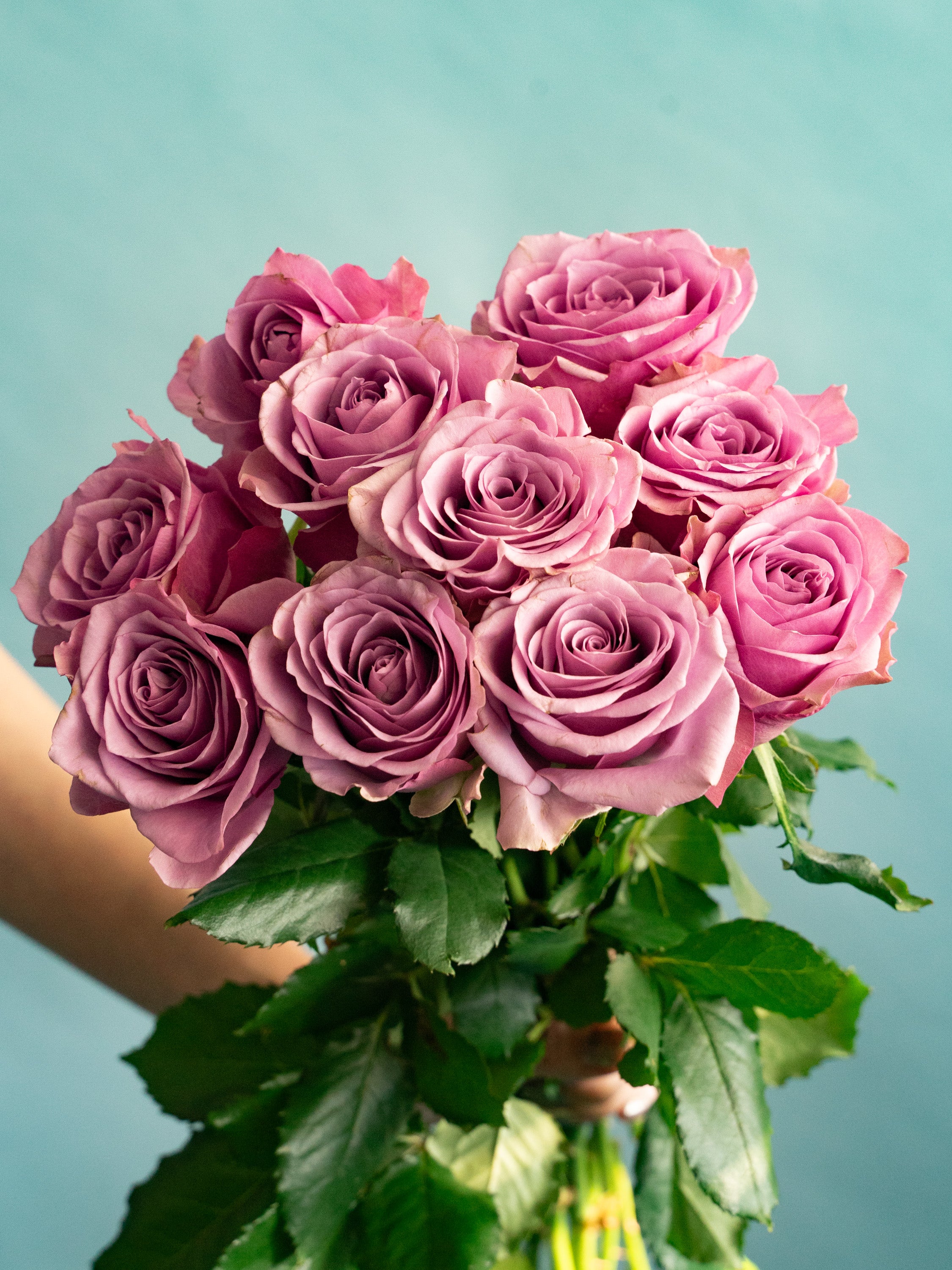 バラ ピンク品種おまかせ 10本 | 観葉植物・お花の通販 AND PLANTS