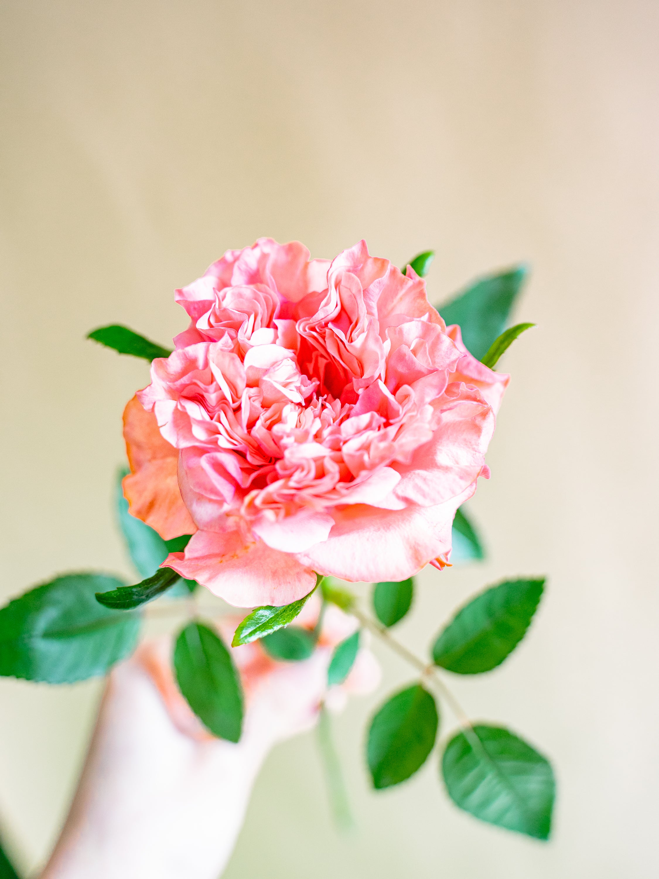1/21〜1/23到着】バララロック 10本 | 観葉植物・お花の通販 AND