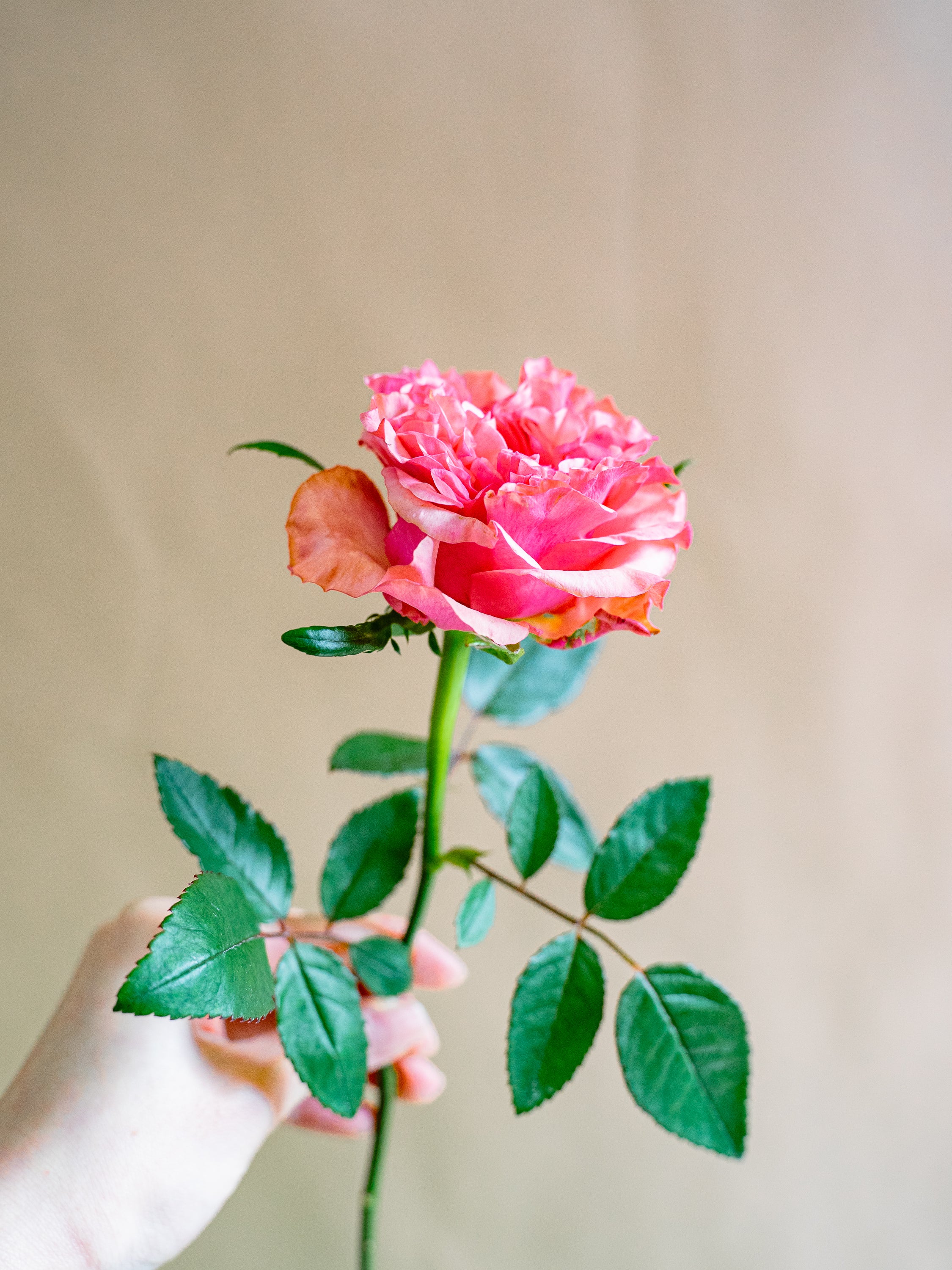 1/21〜1/23到着】バララロック 10本 | 観葉植物・お花の通販 AND