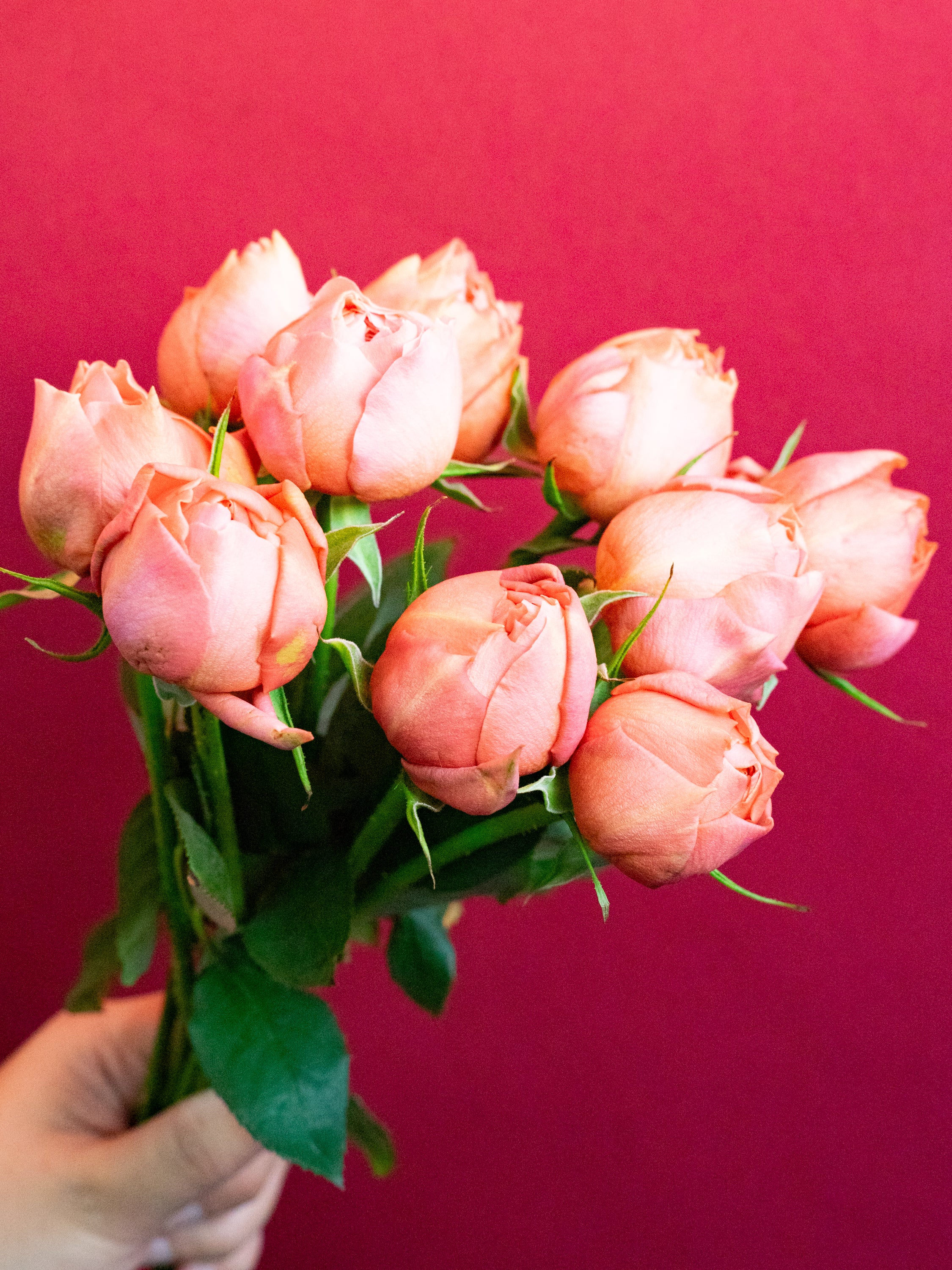 バラ ピンク品種おまかせ 10本 | 観葉植物・お花の通販 AND PLANTS