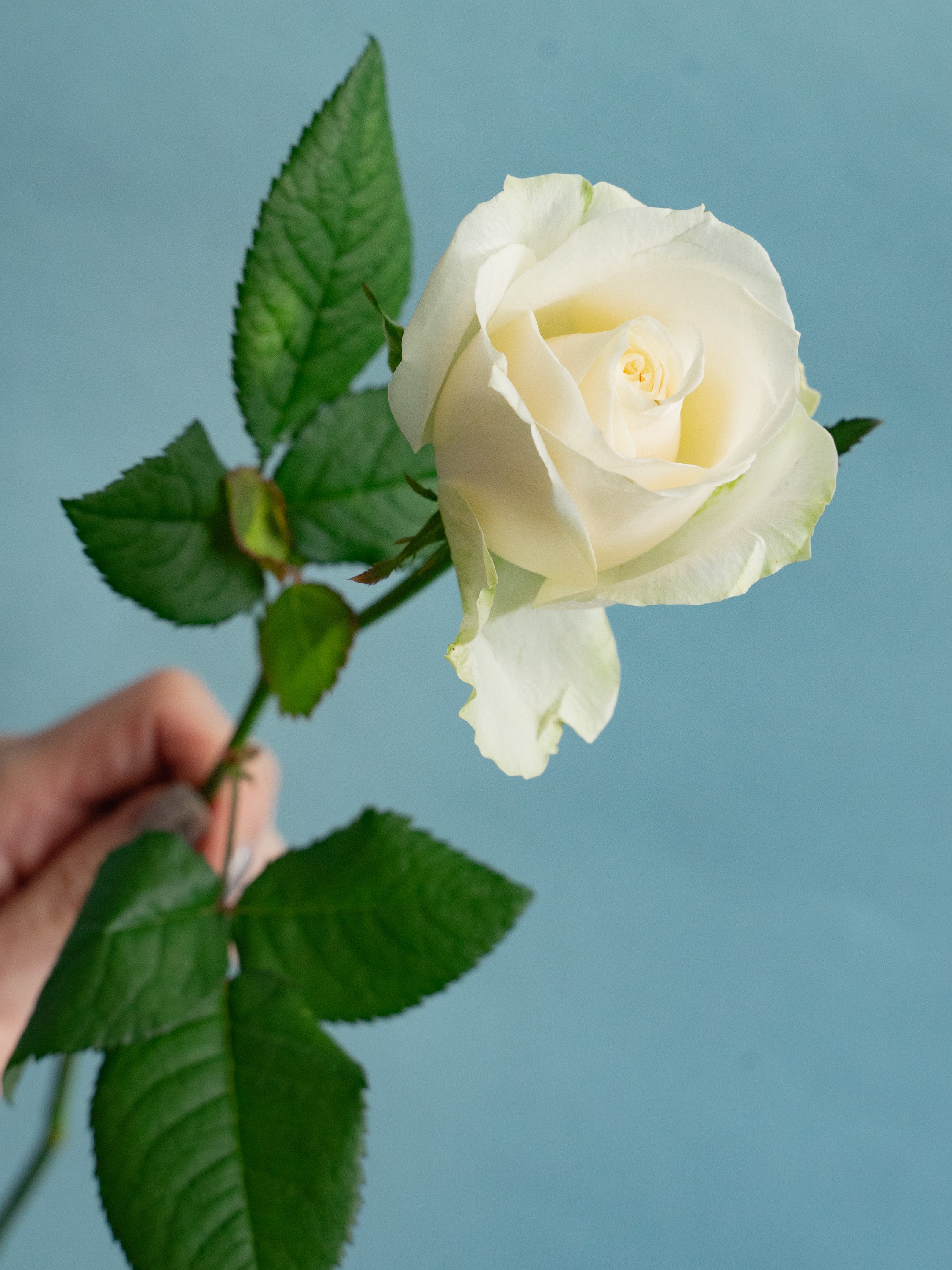 バラ ホワイト品種おまかせ 10本 | 観葉植物・お花の通販 AND PLANTS