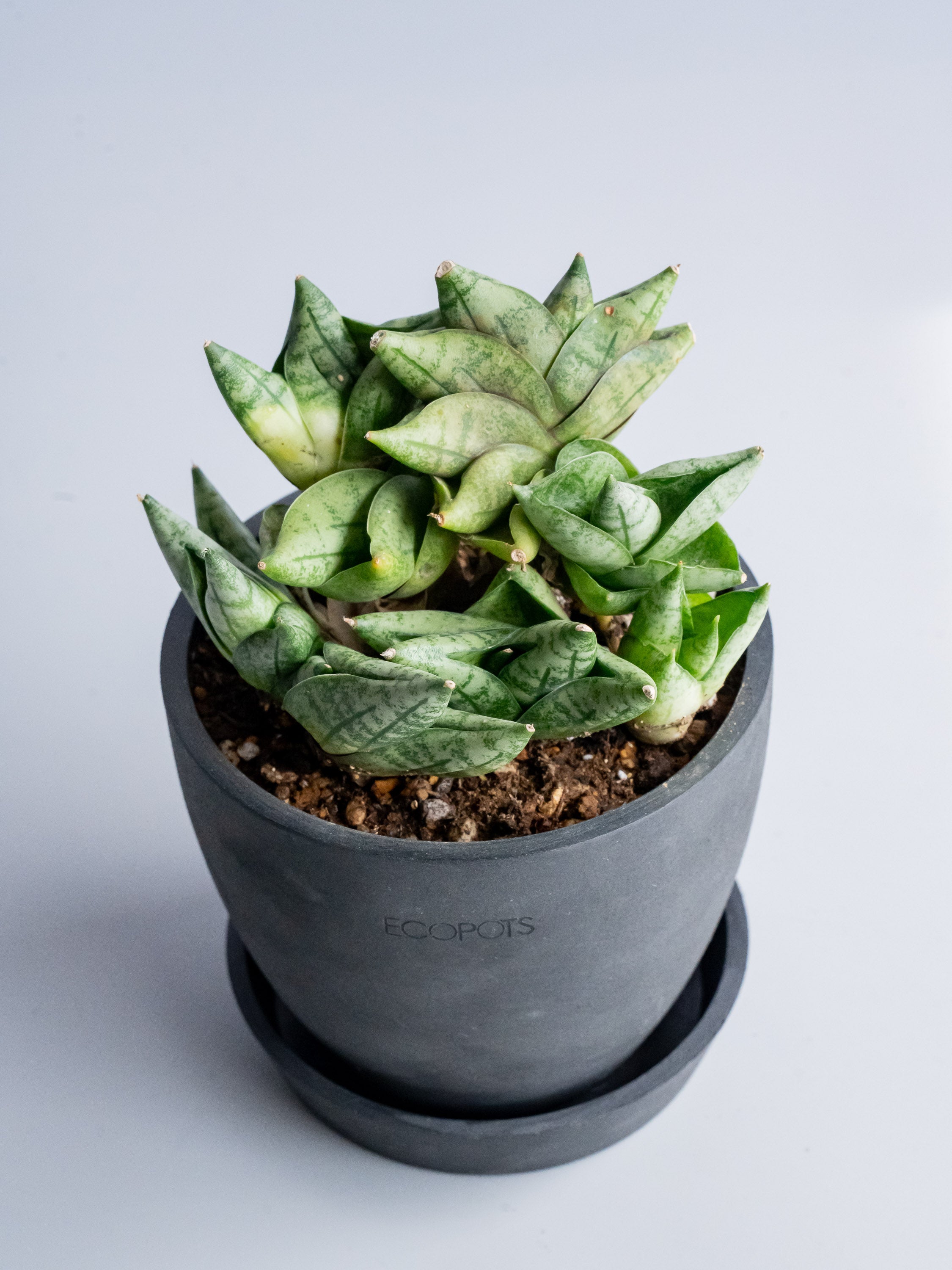 【一点もの】サンスベリア・ボンセオドワーフ Table-S #2