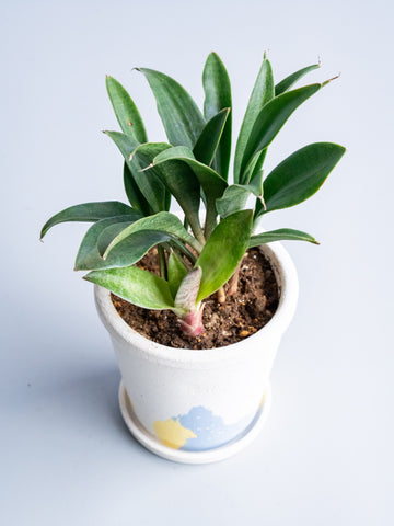 【一点もの】サンスベリア・スプーン Table-S #1