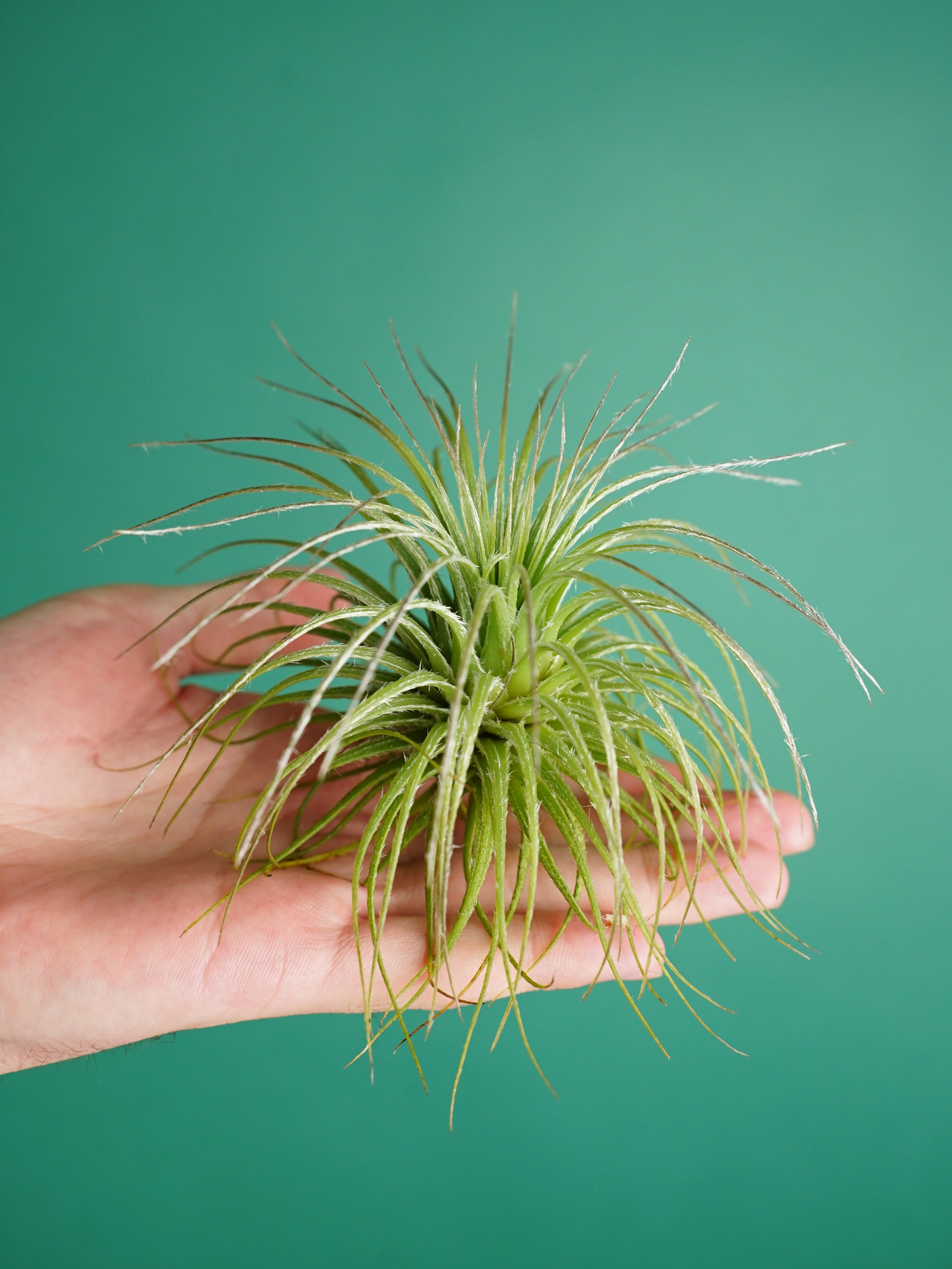 【9/29〜10/22到着】これって植物？ふわふわ白銀チランジア
