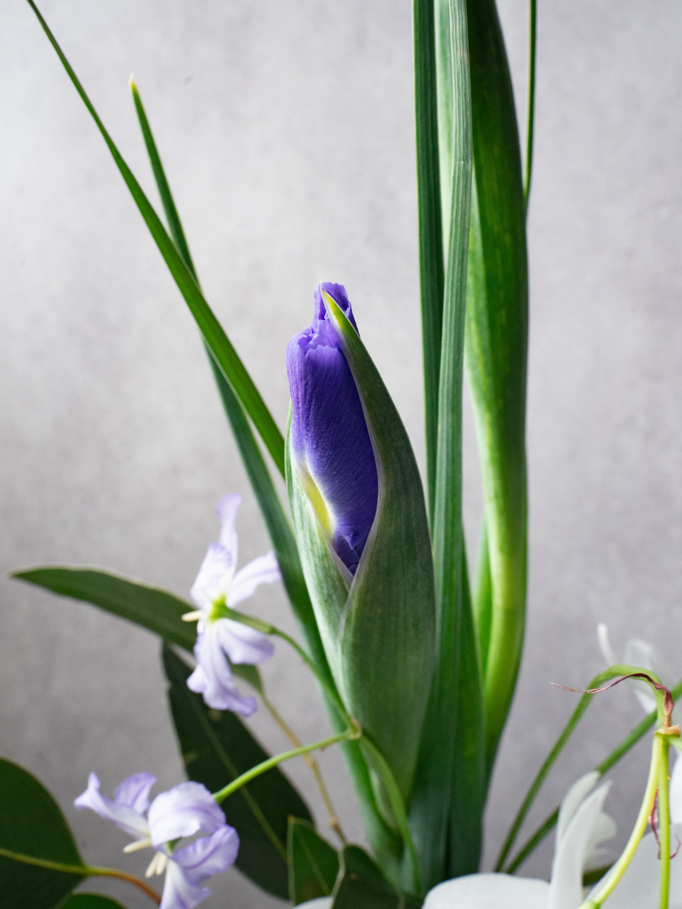 4/8〜4/10到着】和モダンブーケ 1束 | 観葉植物・お花の通販 AND