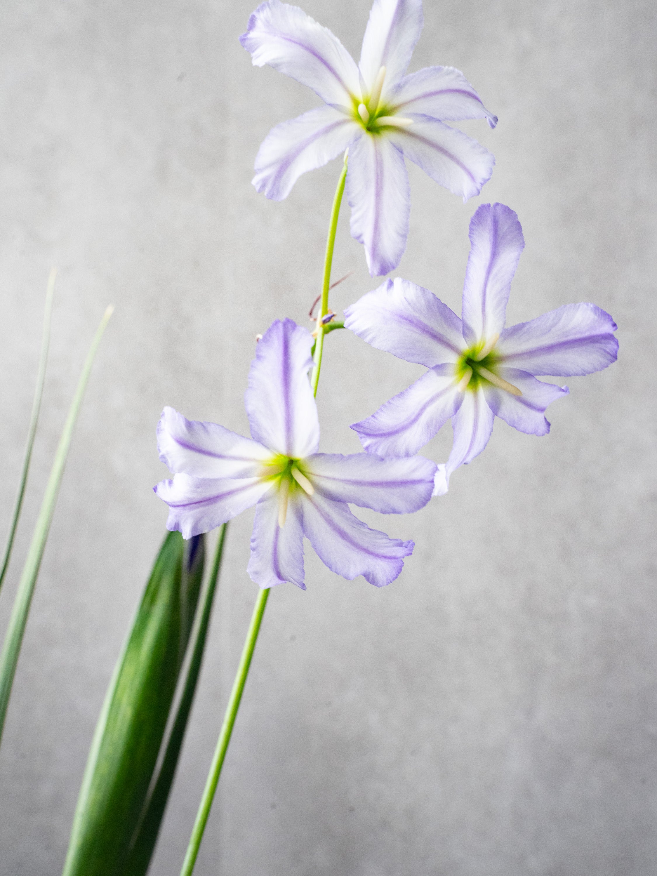 4/8〜4/10到着】和モダンブーケ 1束 | 観葉植物・お花の通販 AND