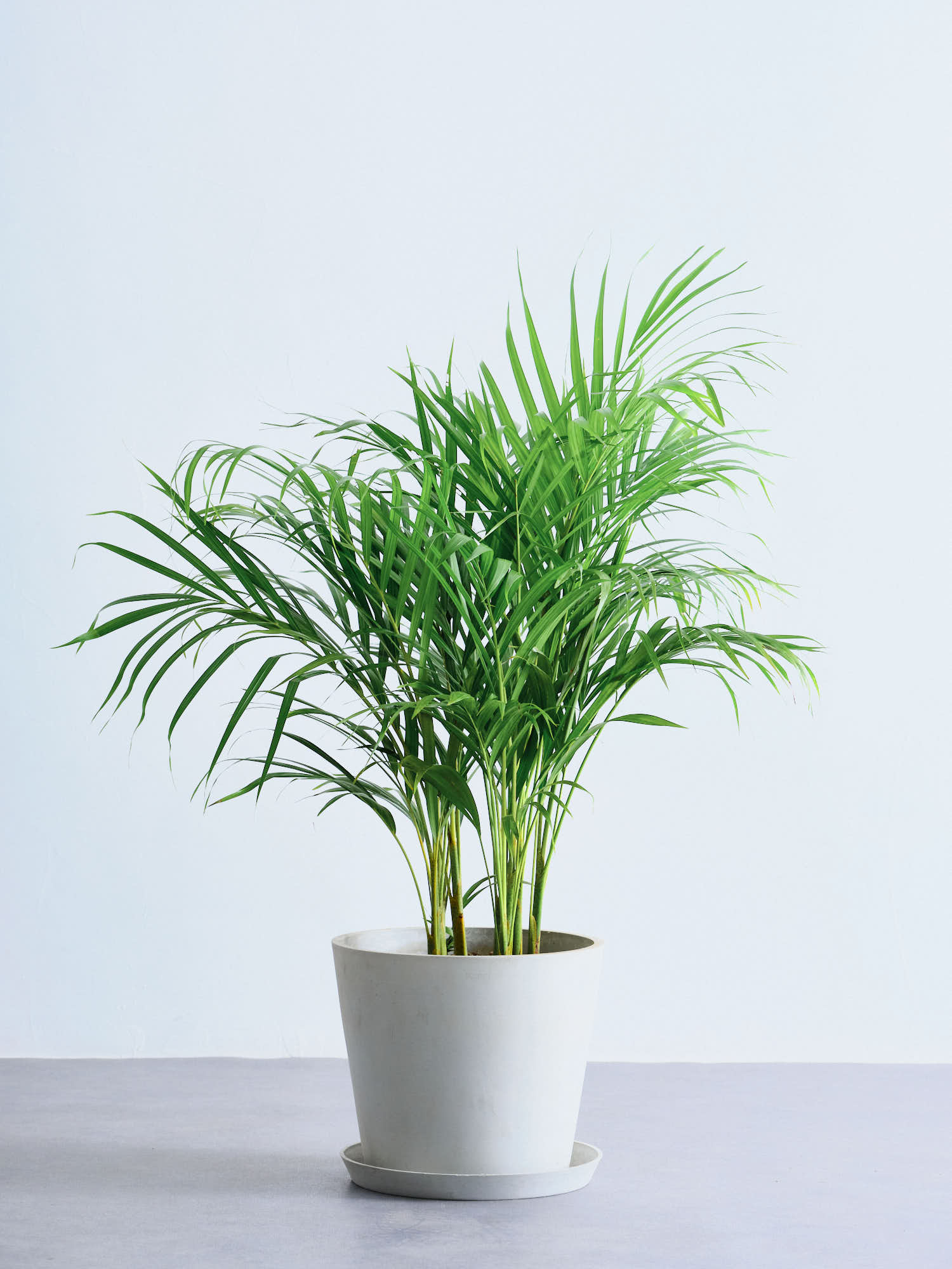 アレカヤシ L | 観葉植物の通販 AND PLANTS (アンドプランツ)