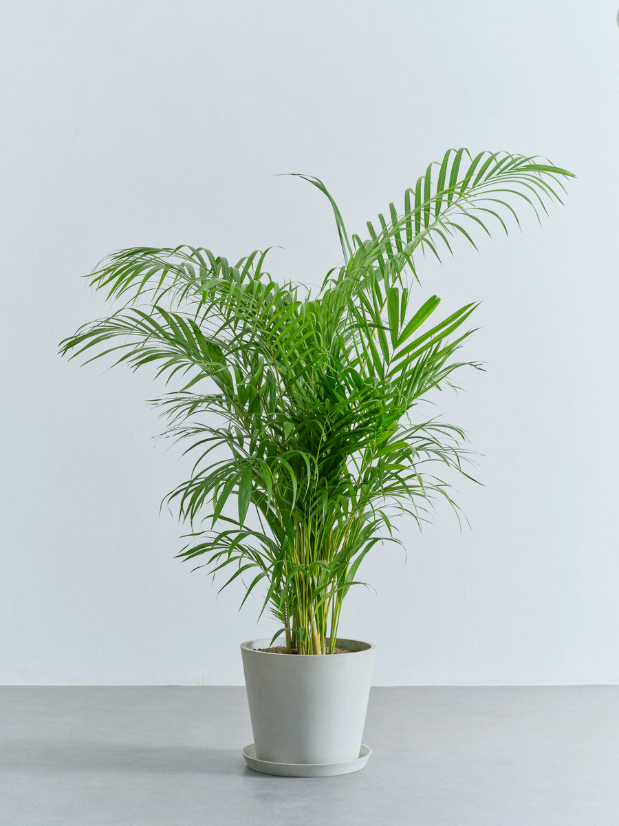 その他観葉植物 ASK アレカヤシ | 観葉植物の通販 AND PLANTS (アンドプランツ)