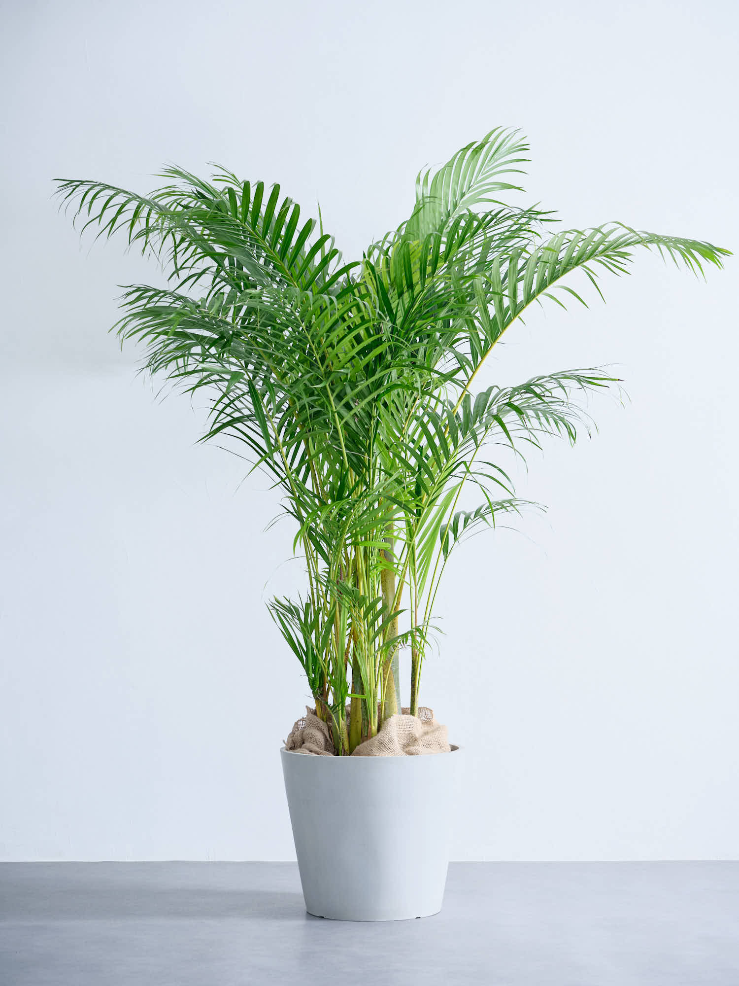 アレカヤシ XL【首都圏限定】 | 観葉植物の通販 AND PLANTS (アンド
