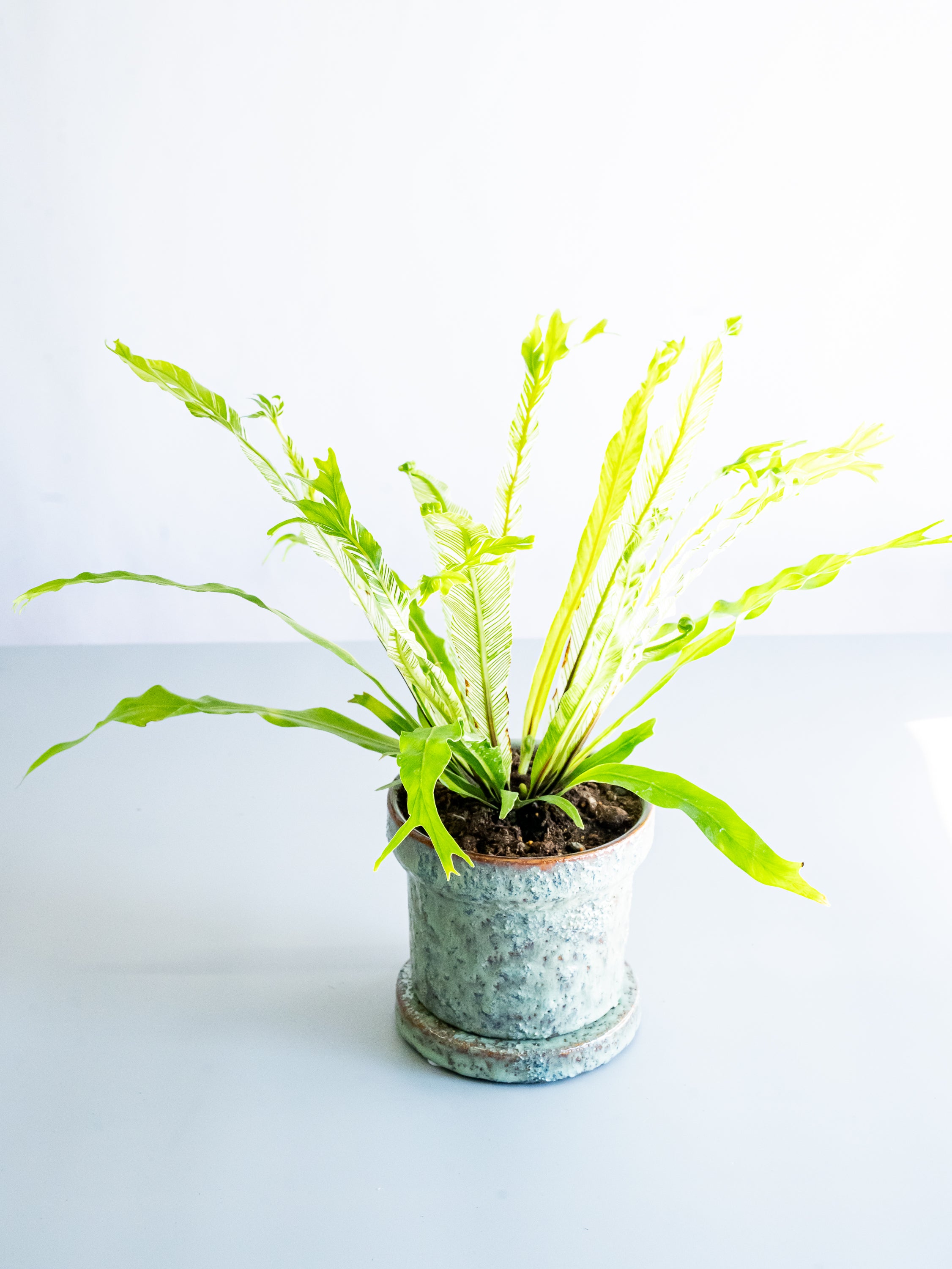 【一点もの】アスプレニウム・ニダス・バリエガータ Table-M #1