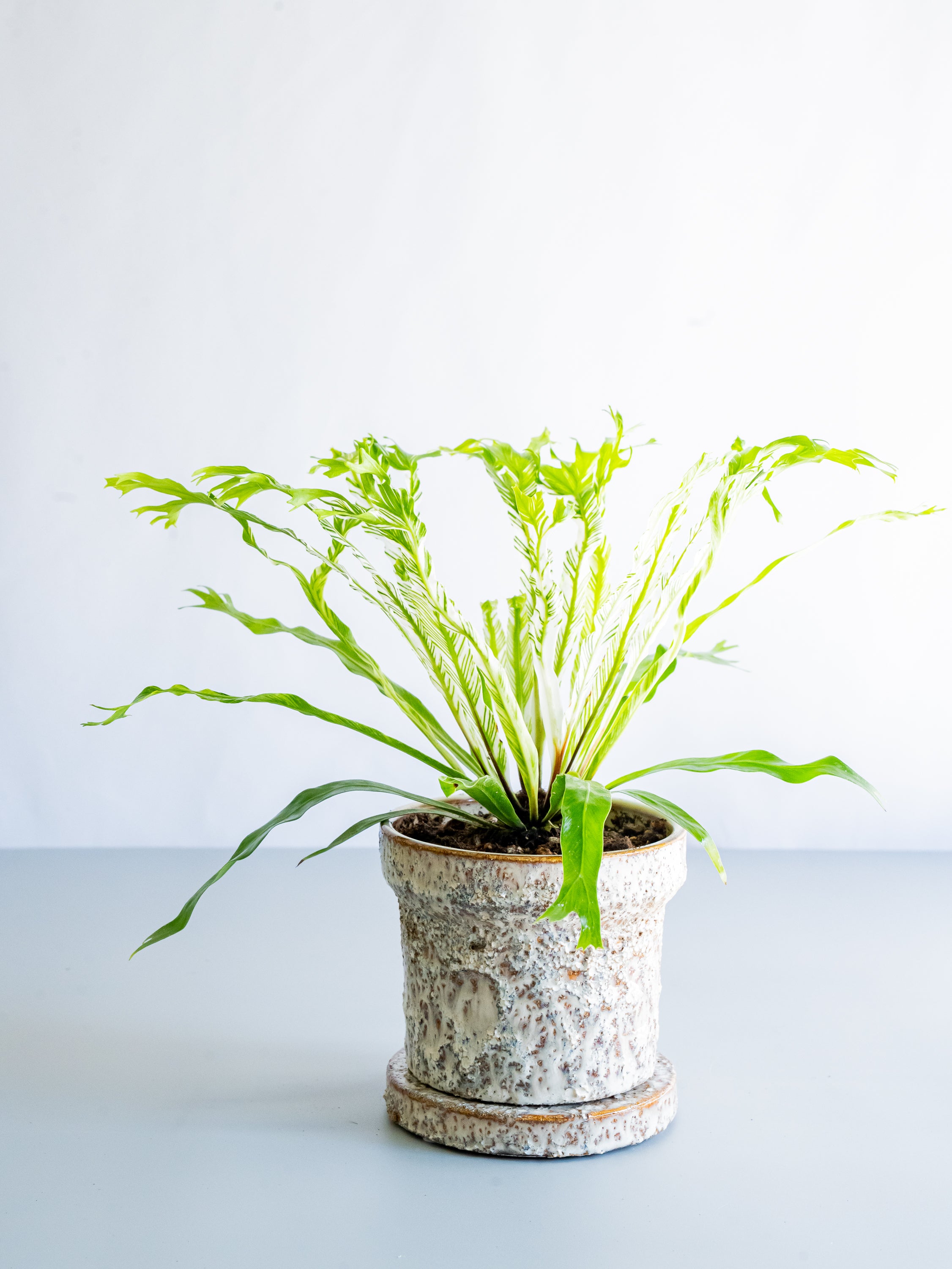 【一点もの】アスプレニウム・ニダス・バリエガータ Table-M #2