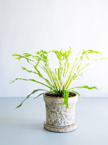 【一点もの】アスプレニウム・ニダス・バリエガータ Table-M #2