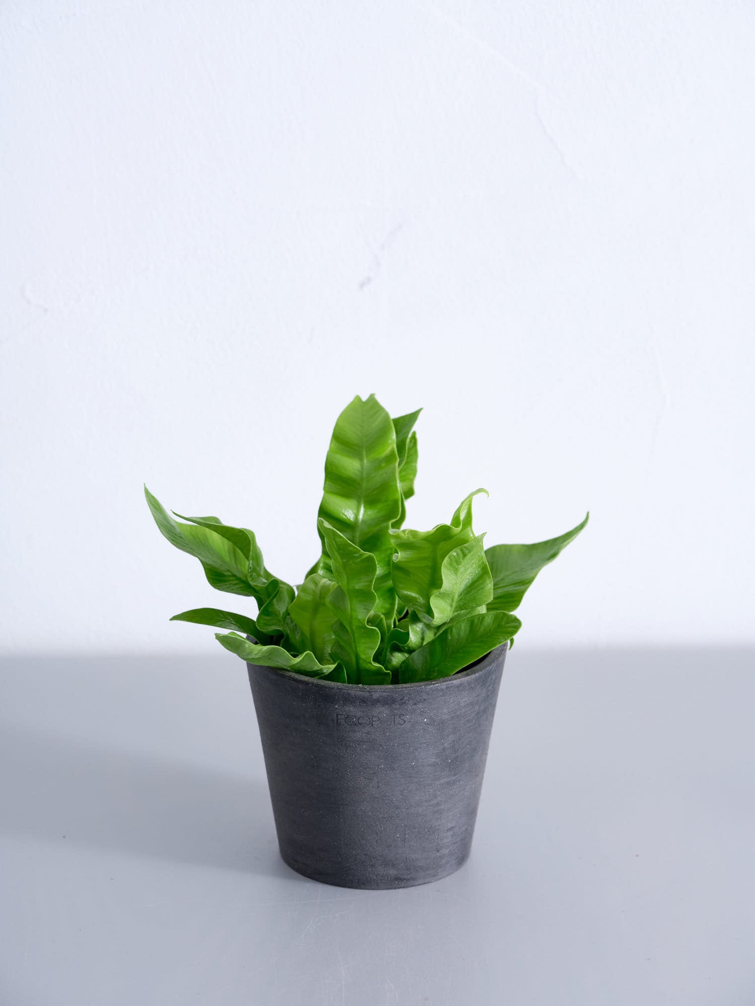 アスプレニウム・エメラルドウェーブ Table-S | 観葉植物の通販 AND