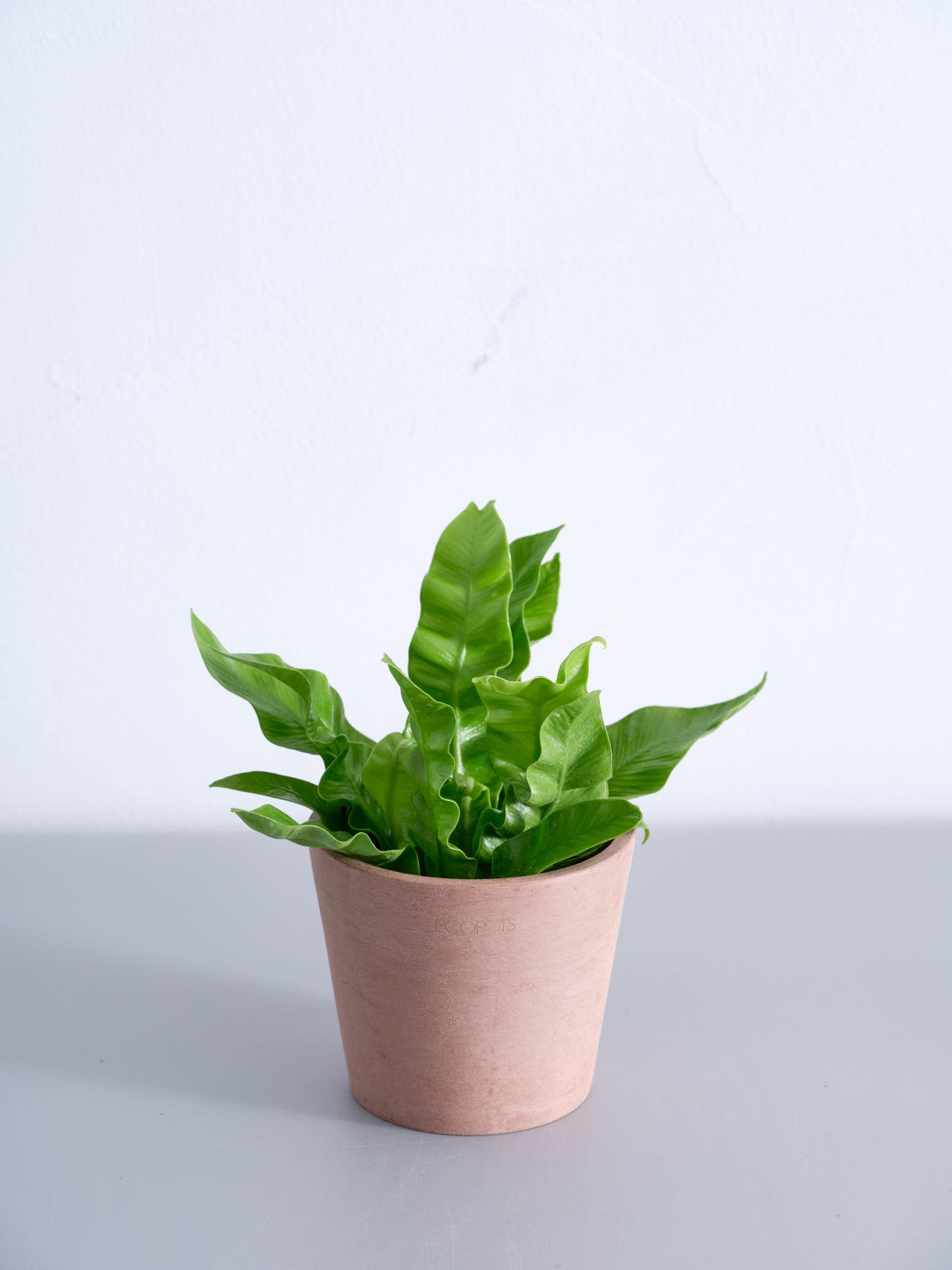 アスプレニウム・エメラルドウェーブ Table-S | 観葉植物の通販 AND