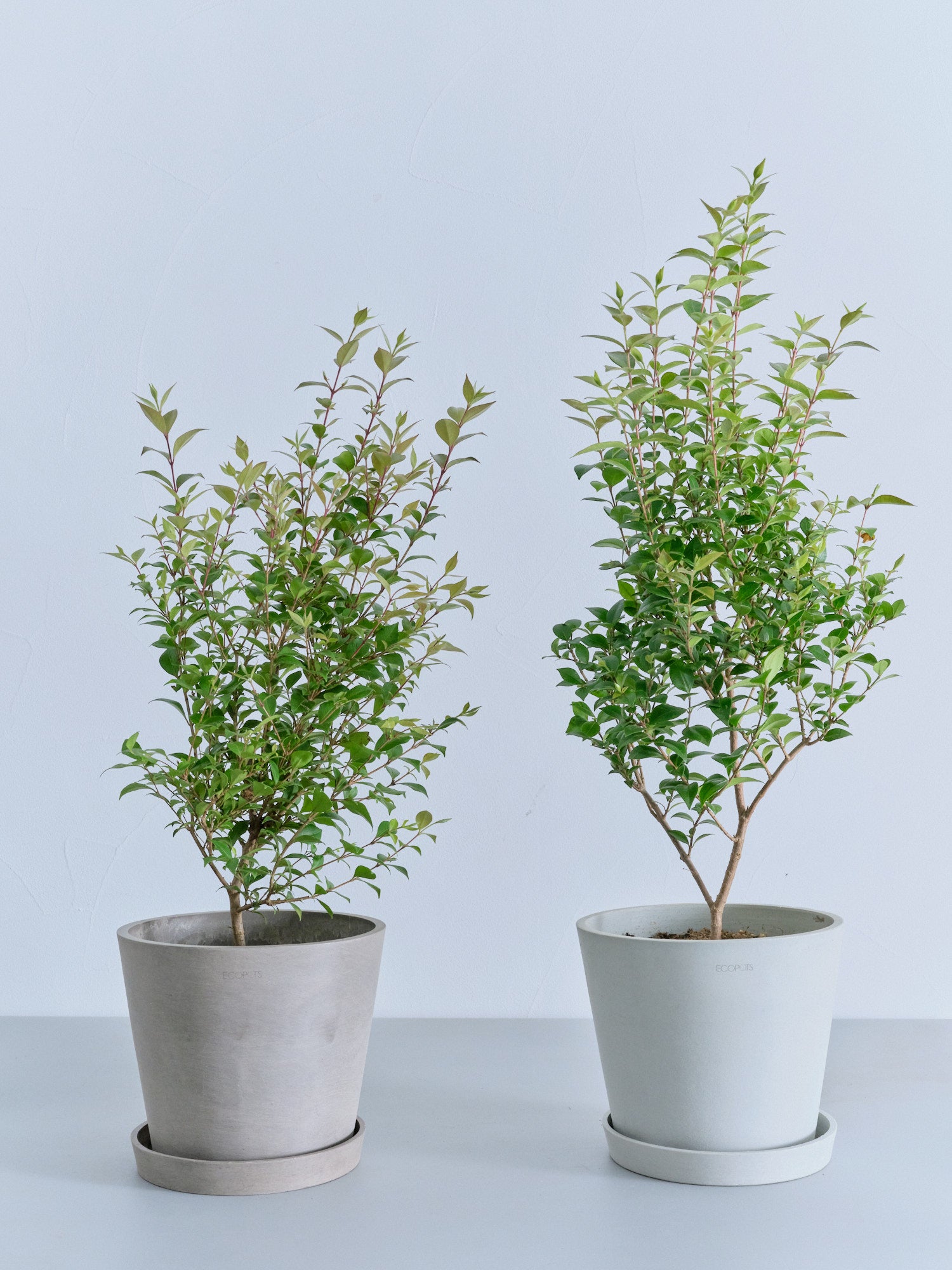 シナモンマートル S | 観葉植物の通販 AND PLANTS (アンドプランツ)