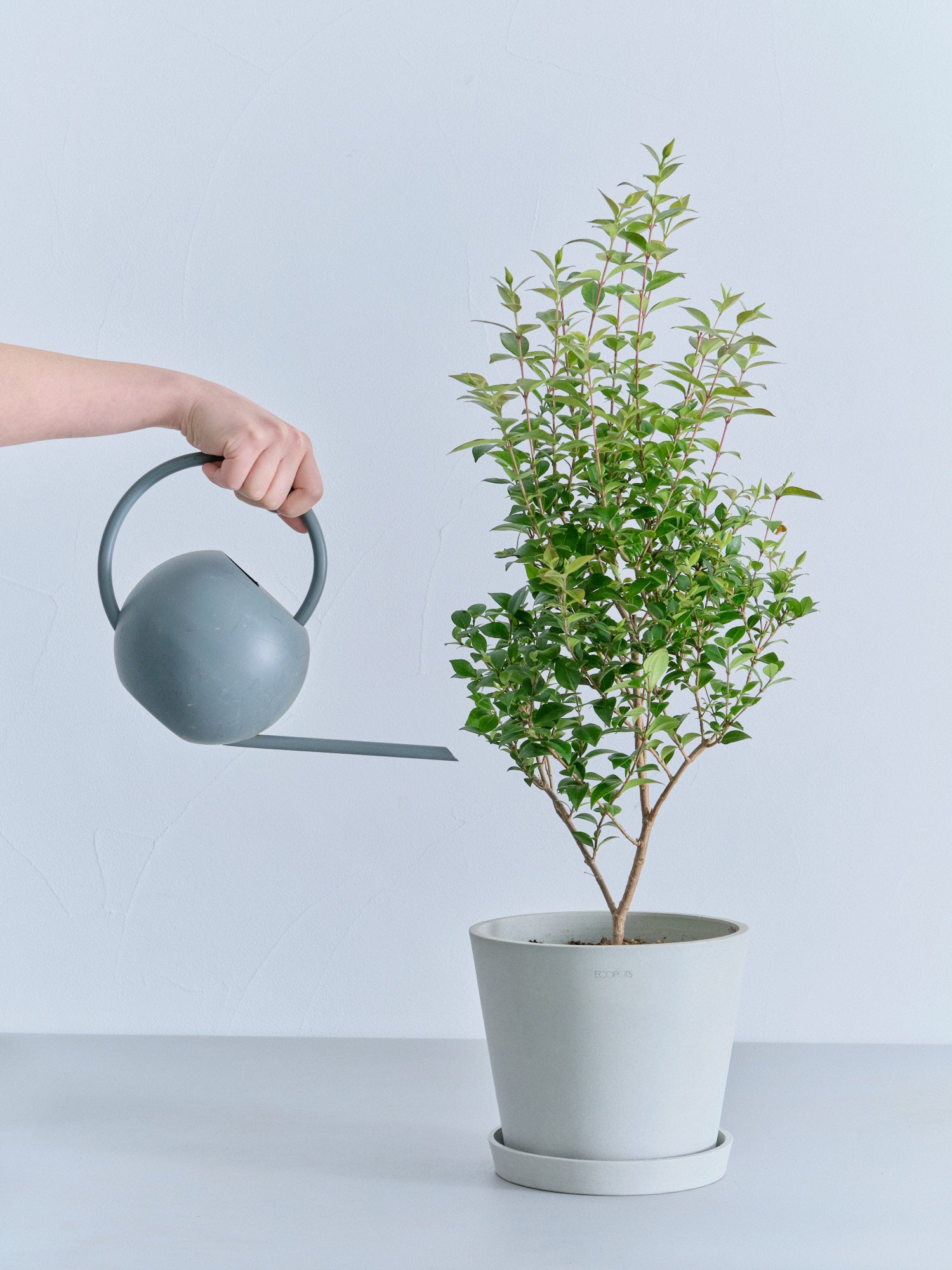シナモンマートル S | 観葉植物の通販 AND PLANTS (アンドプランツ)