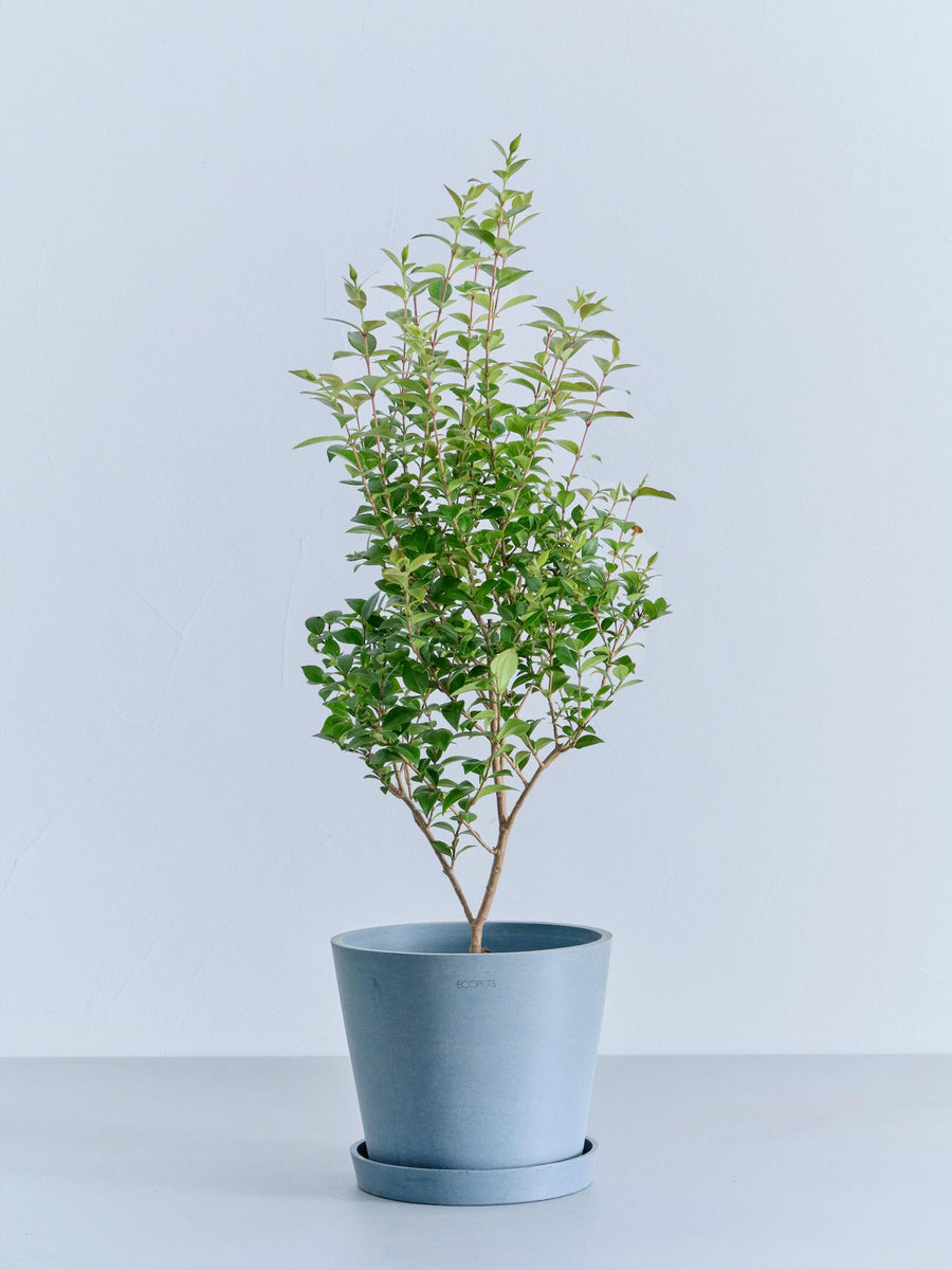 シナモン 6号 | 観葉植物の通販 AND PLANTS (アンドプランツ)
