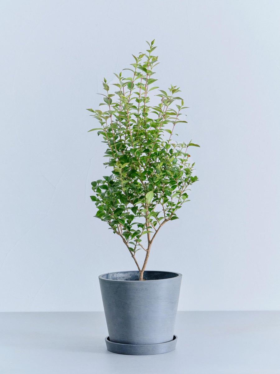 シナモン | 観葉植物の通販 AND PLANTS (アンドプランツ)