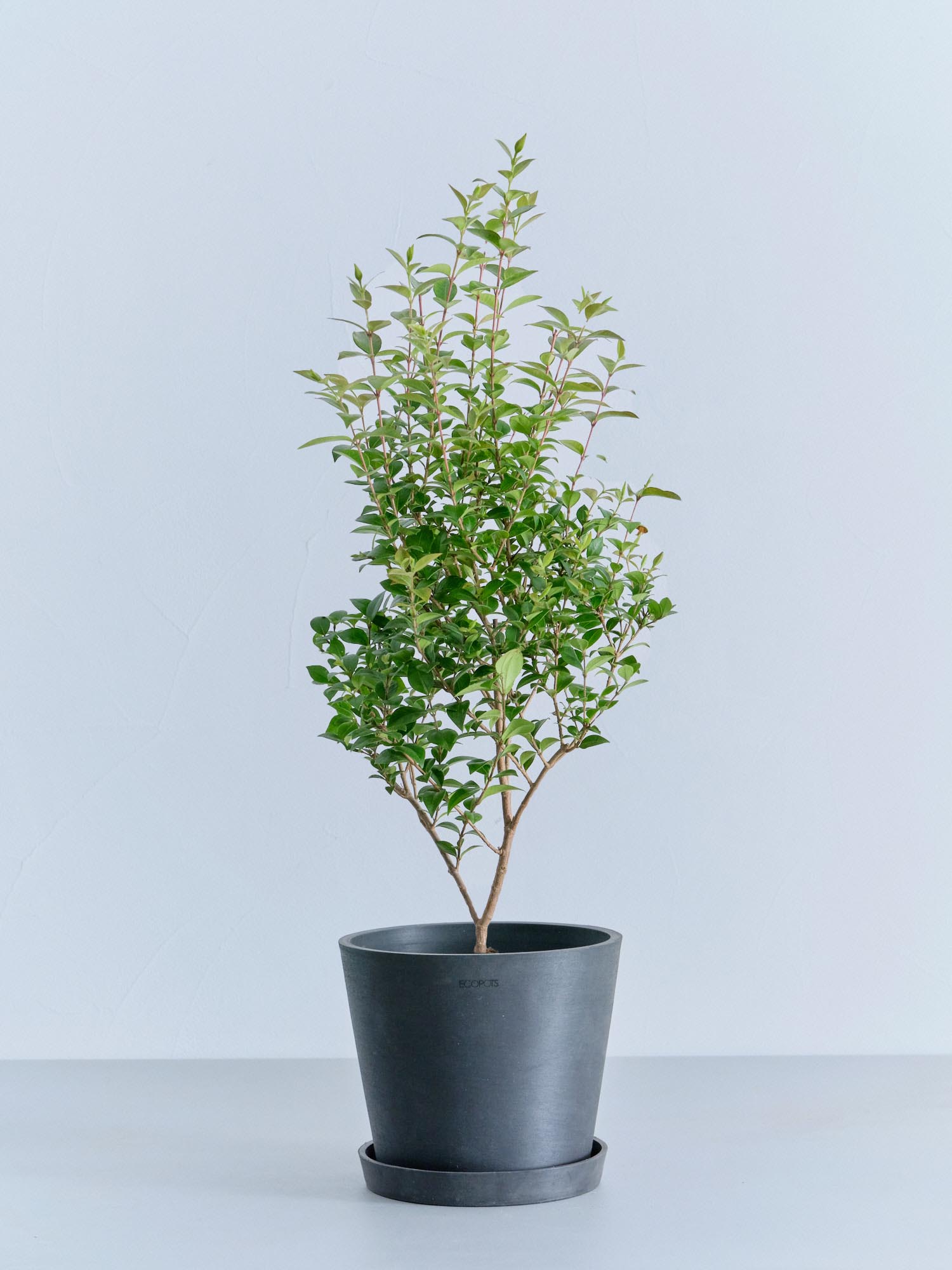 シナモン 観葉植物 おしゃれ 美品 限定 シナモンマートル S | 観葉植物の通販 AND PLANTS (アンドプランツ)
