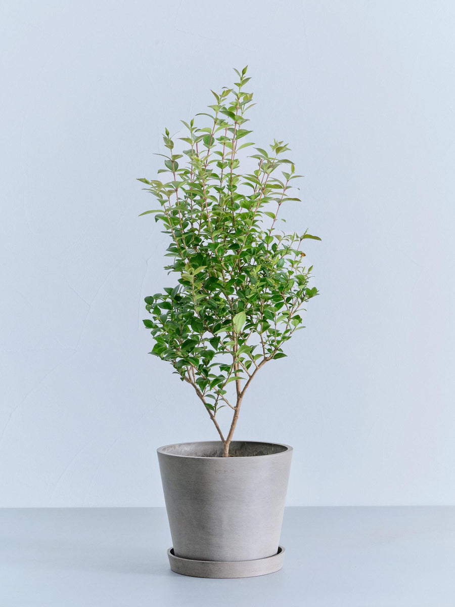 シナモン | 観葉植物の通販 AND PLANTS (アンドプランツ)